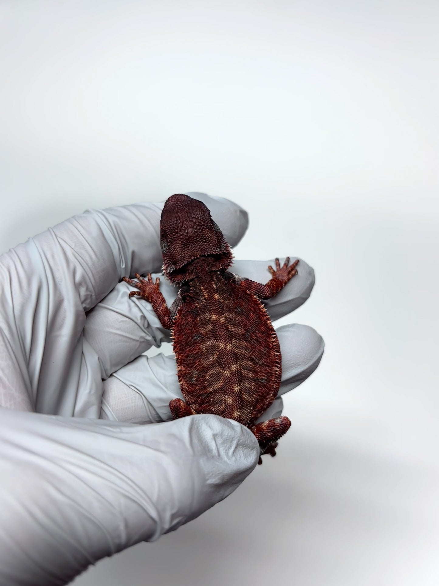 🩸🩸#10 Extreme Dark Red Monster Leatherback🩸🩸(HOLDBACK RELEASE)