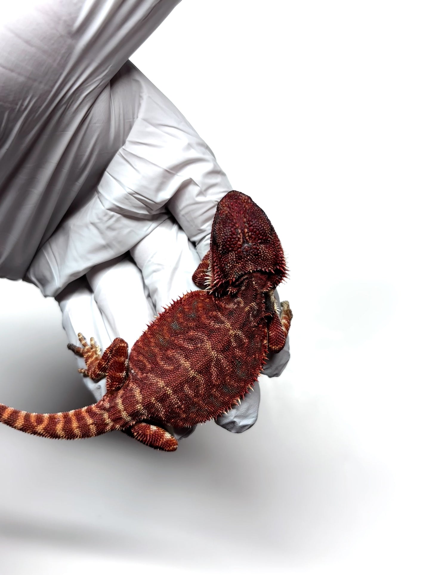 🩸#8 Extreme Dark Red Monster Leather🩸