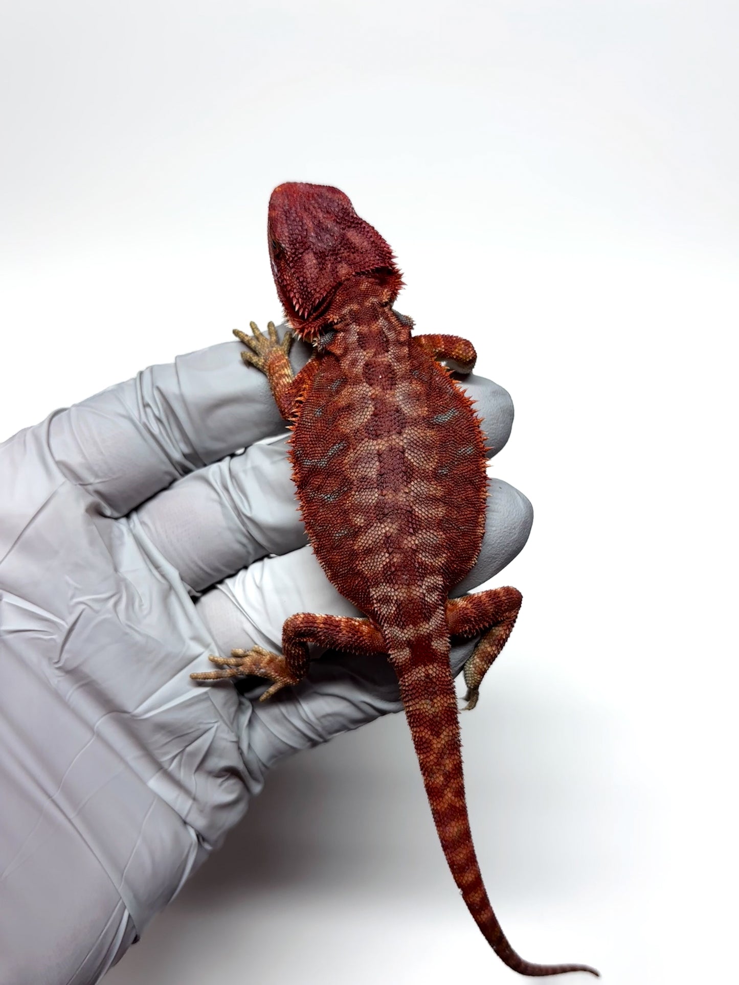 🩸#7 Extreme Dark Red Monster Hypo Leather🩸