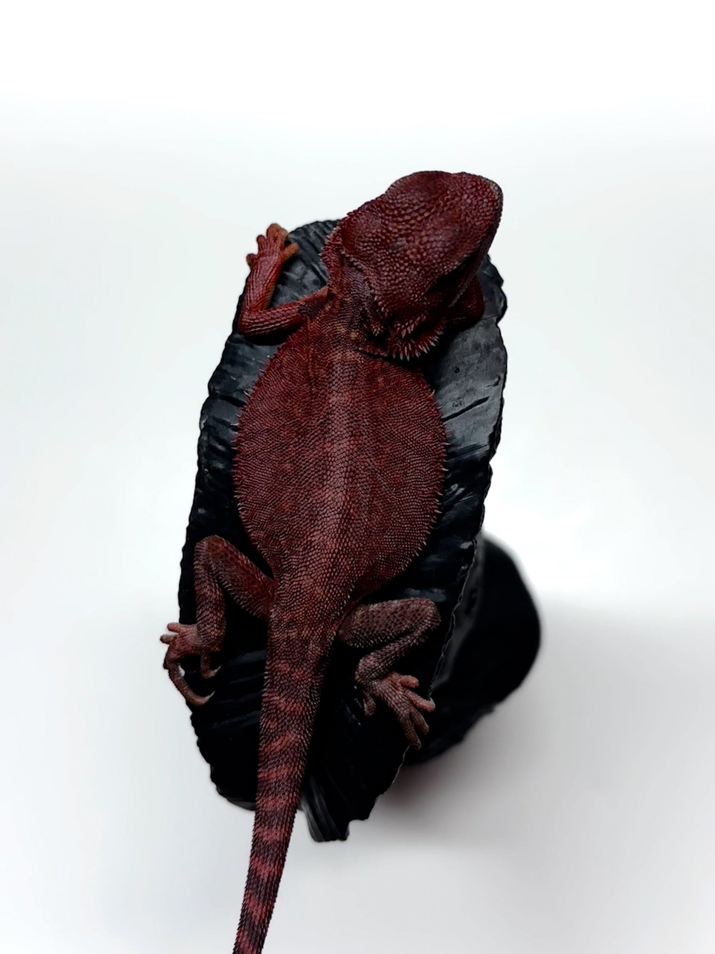 🩸#5 Extreme Dark Red Trans Monster🩸(HOLDBACK)