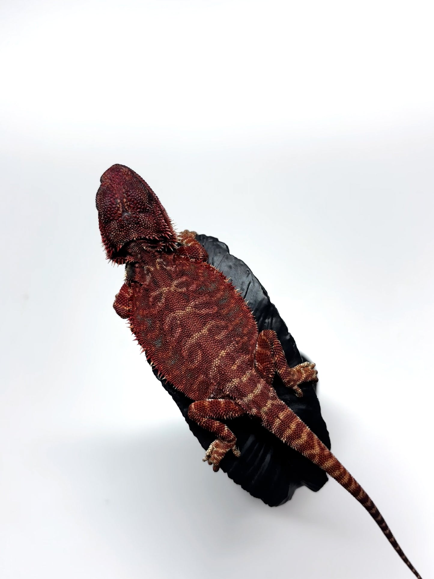 🩸#8 Extreme Dark Red Monster Leather🩸