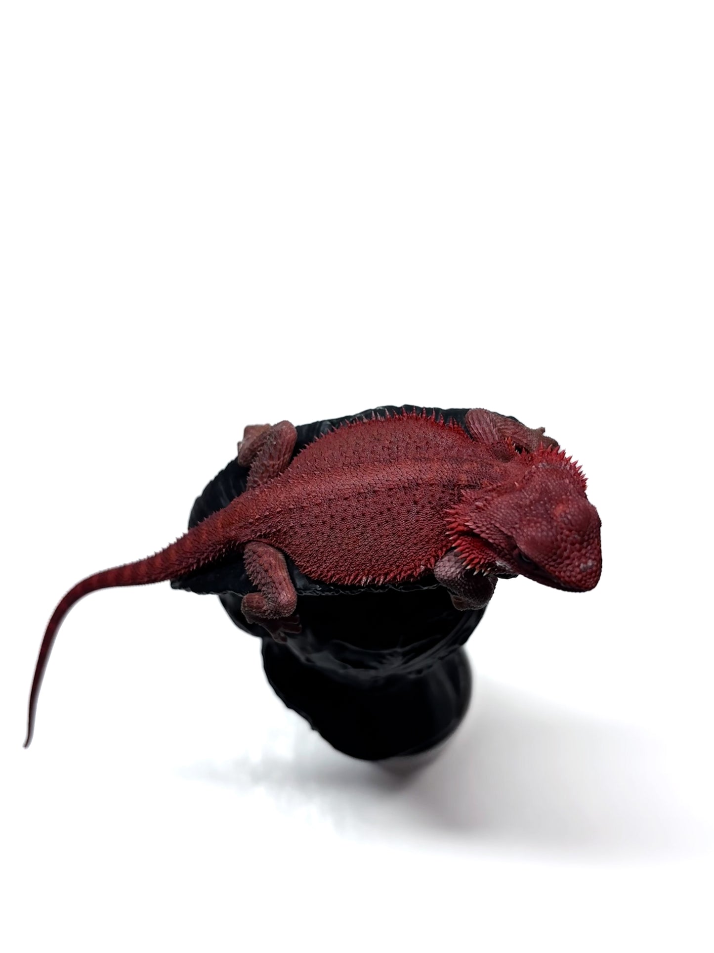 🩸 #4 Extreme Dark Red Monster Trans🩸