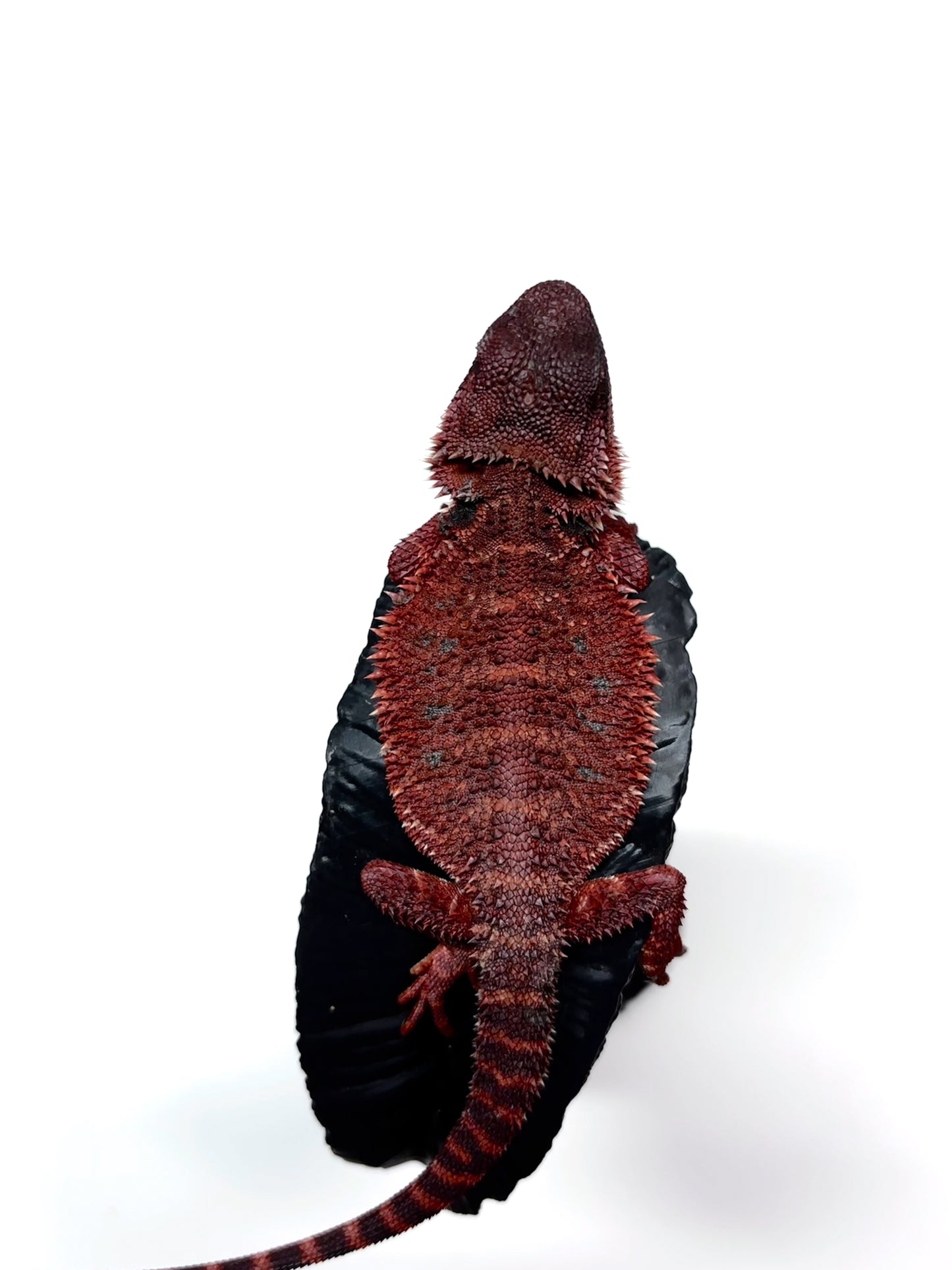 🩸#13 Extreme Dark Red Monster🩸