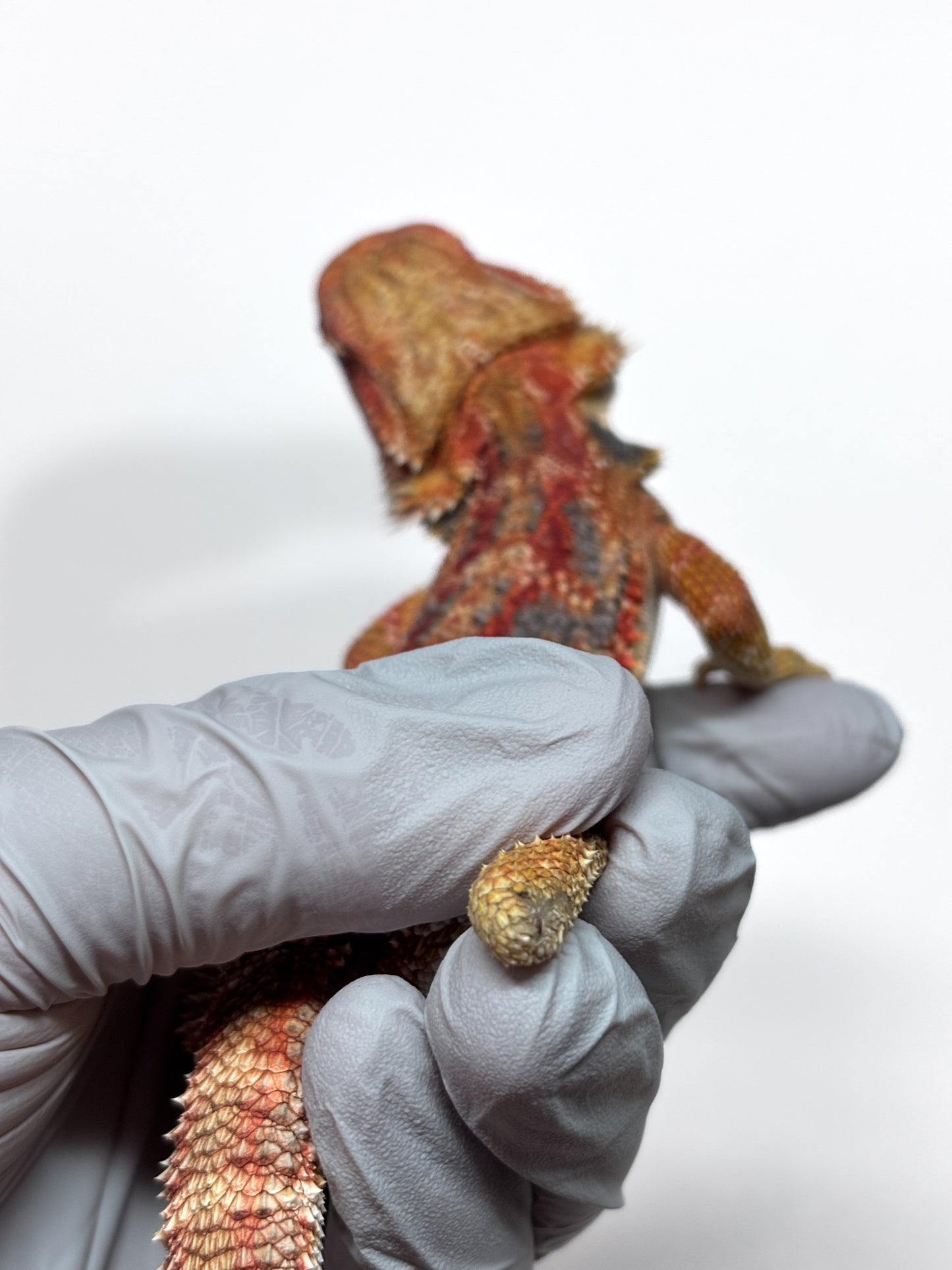 🌈 #21 Hypo Rainbow Blue Tiger🌈