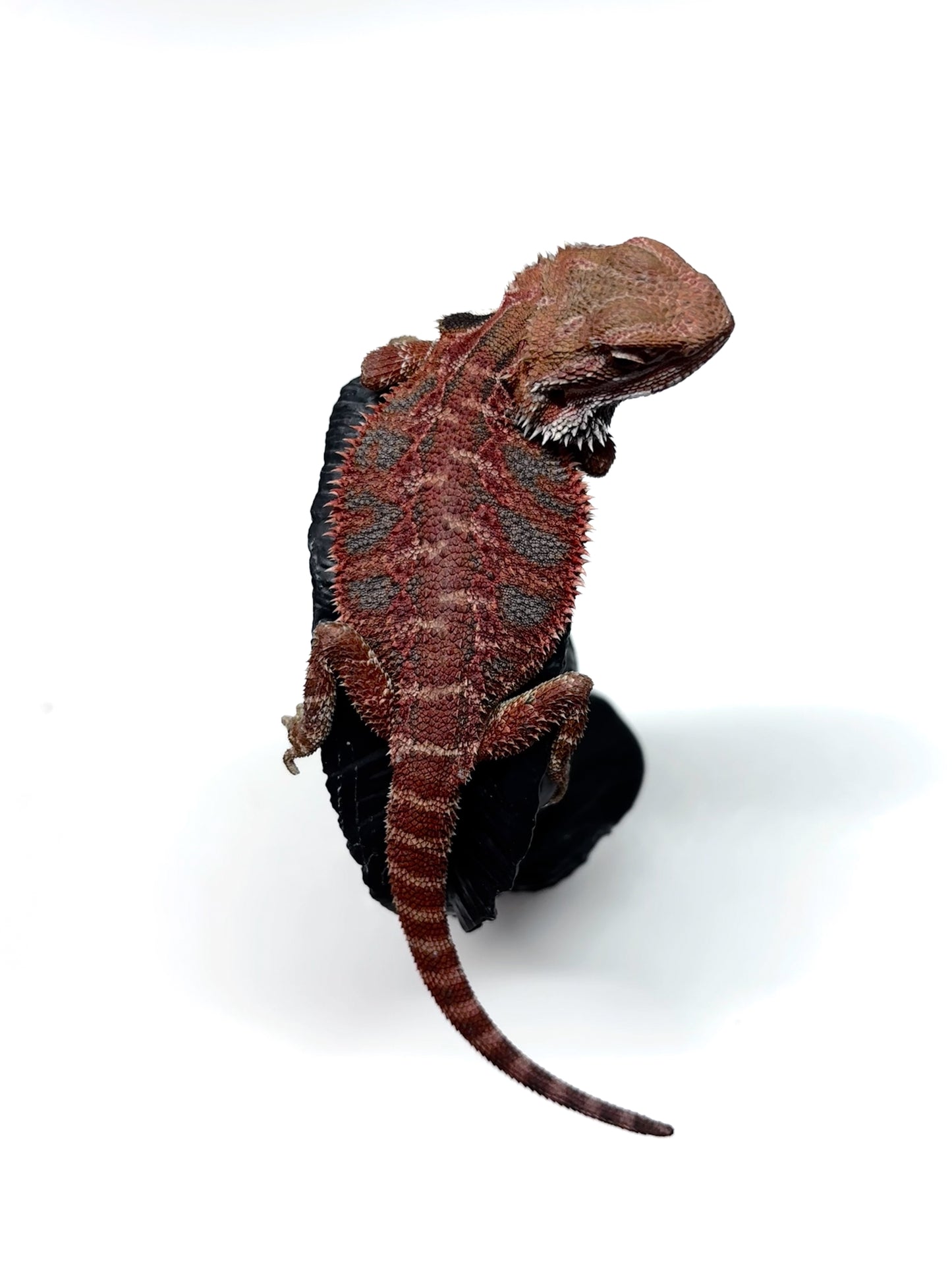 💙🔥#12 Red Blue Tiger 🔥💙