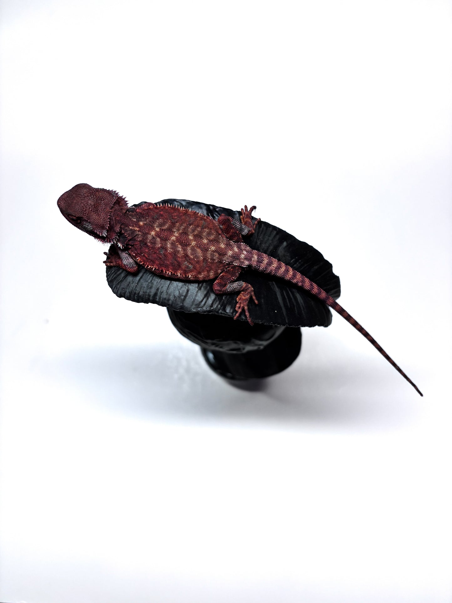 🩸🩸#10 Extreme Dark Red Monster Leatherback🩸🩸(HOLDBACK RELEASE)