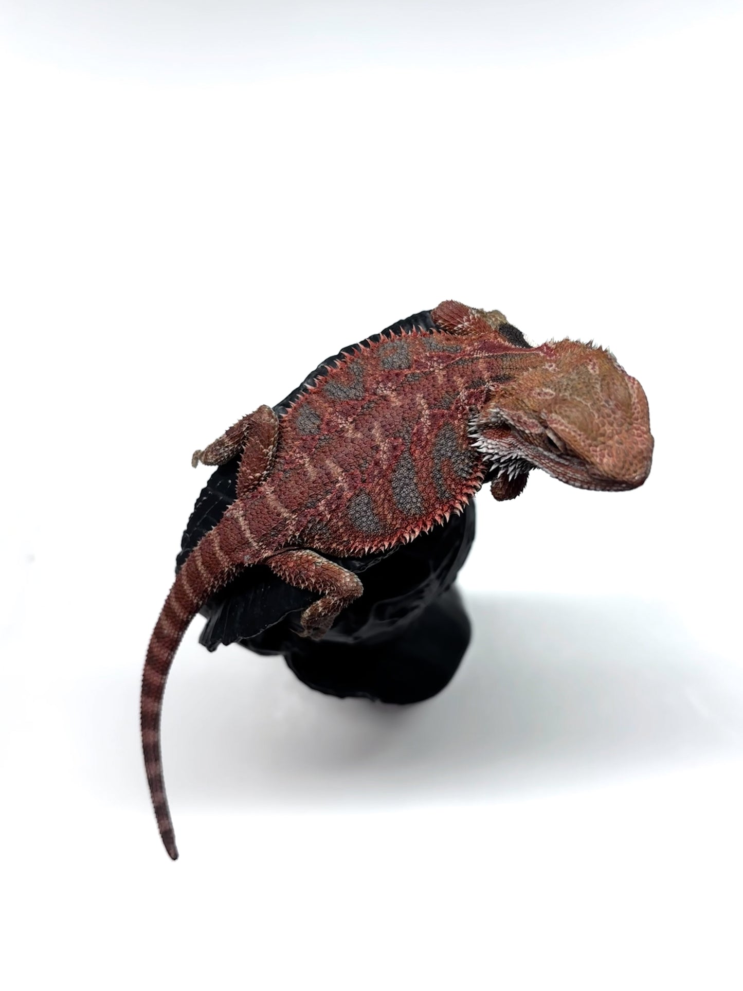 💙🔥#12 Red Blue Tiger 🔥💙