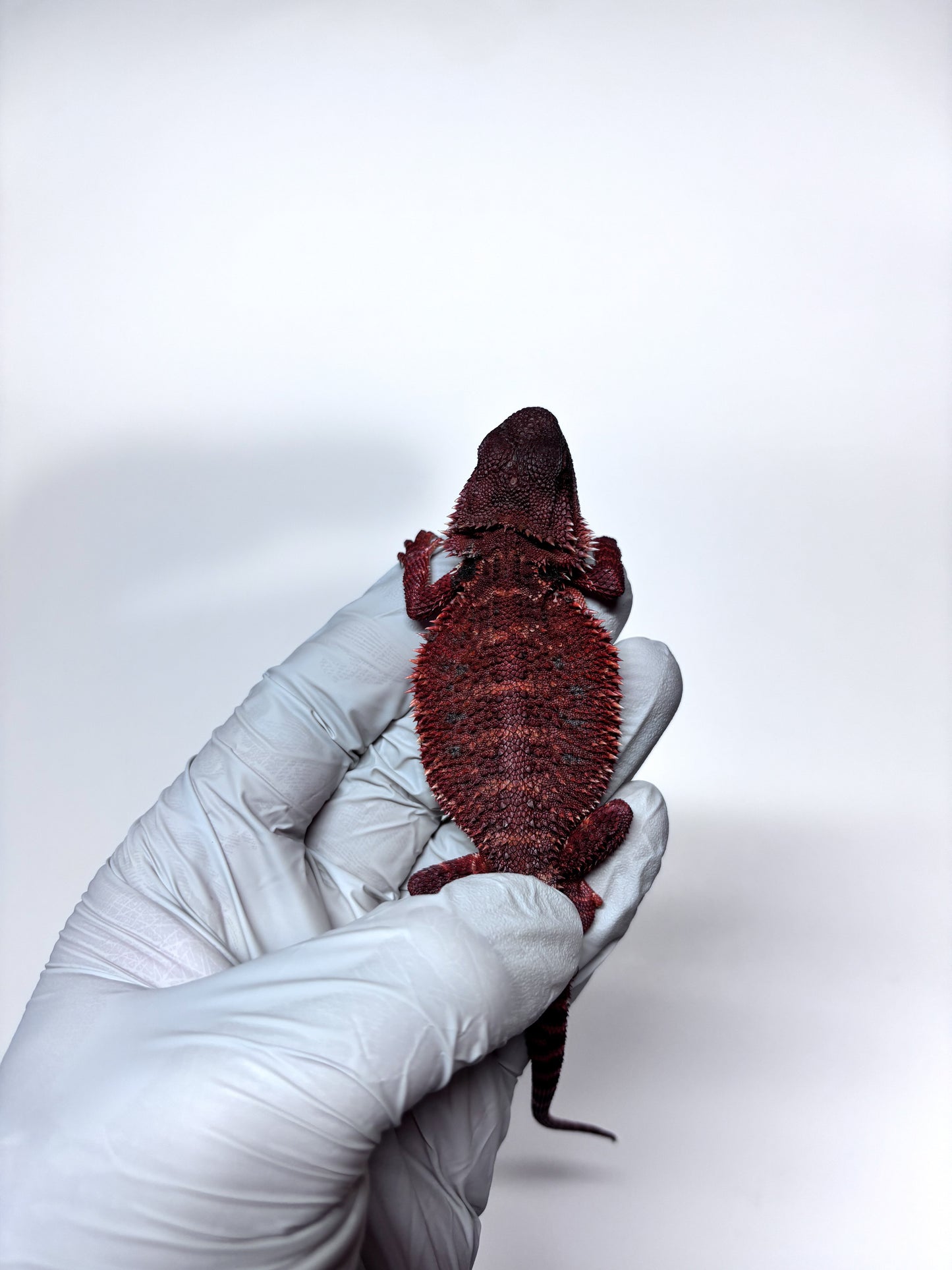 🩸#13 Extreme Dark Red Monster🩸