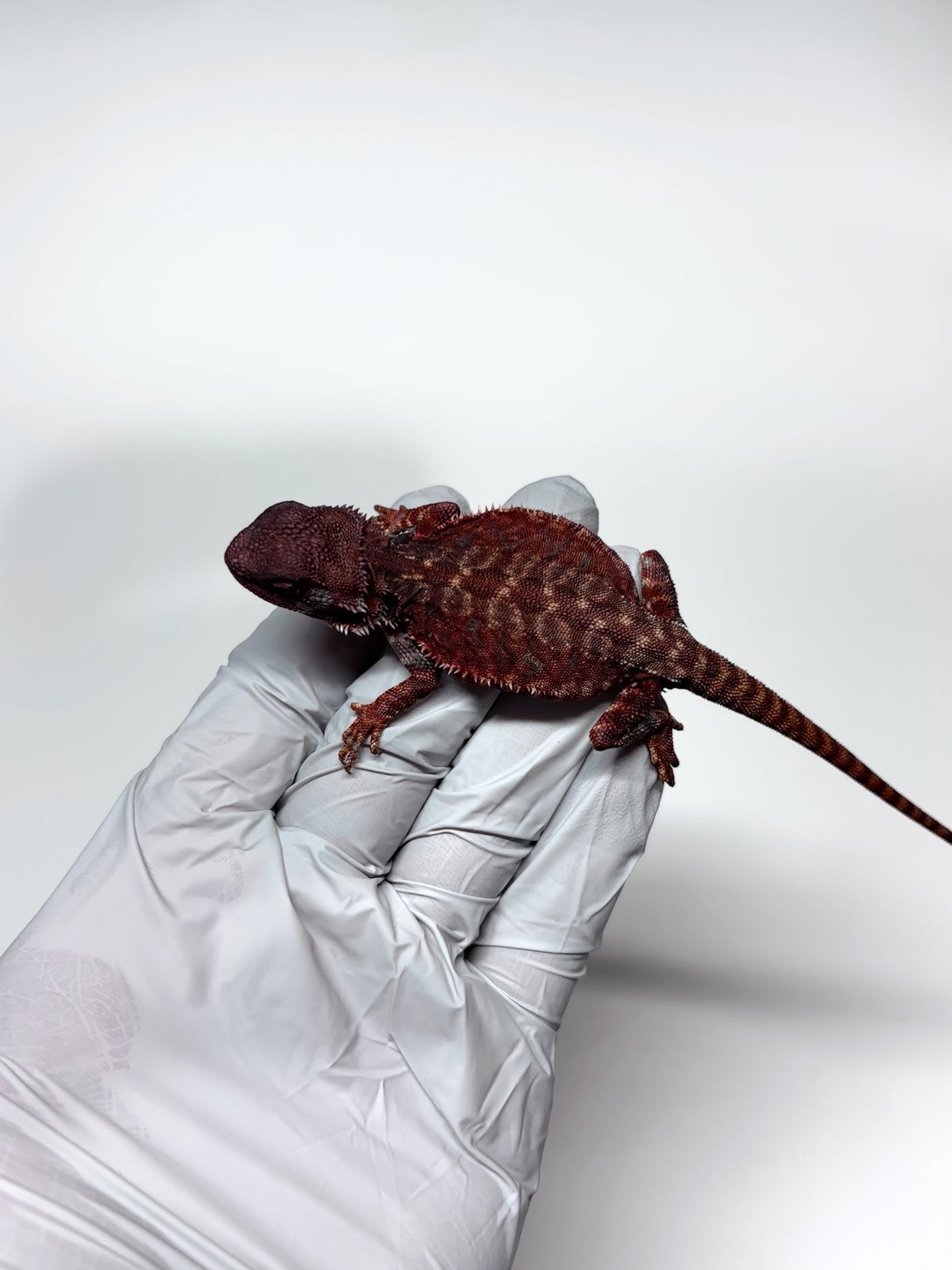 🩸🩸#10 Extreme Dark Red Monster Leatherback🩸🩸(HOLDBACK RELEASE)