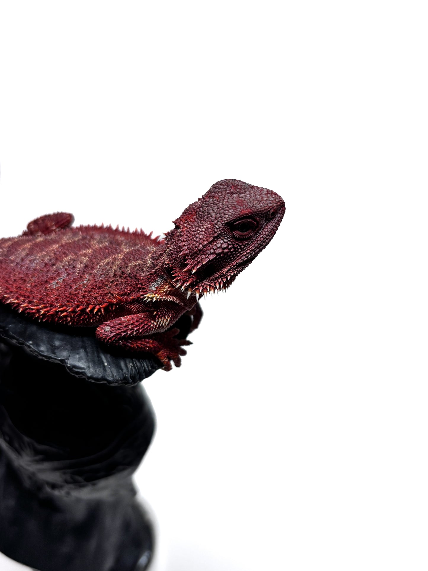 🔥🛑#2 Extreme Dark Hypo RED MONSTER 🛑🔥(Holdback Release)
