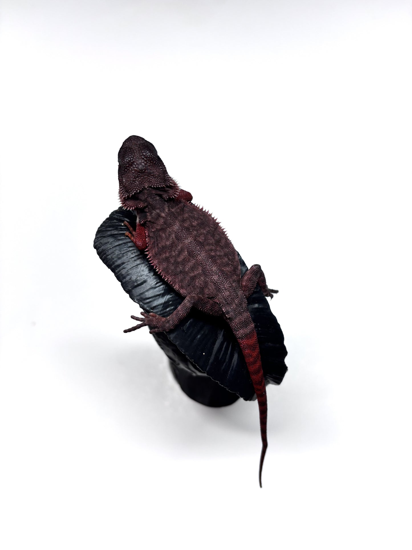 🩸🩸#22 Extreme Dark Red Monster Trans Leatherback🩸🩸