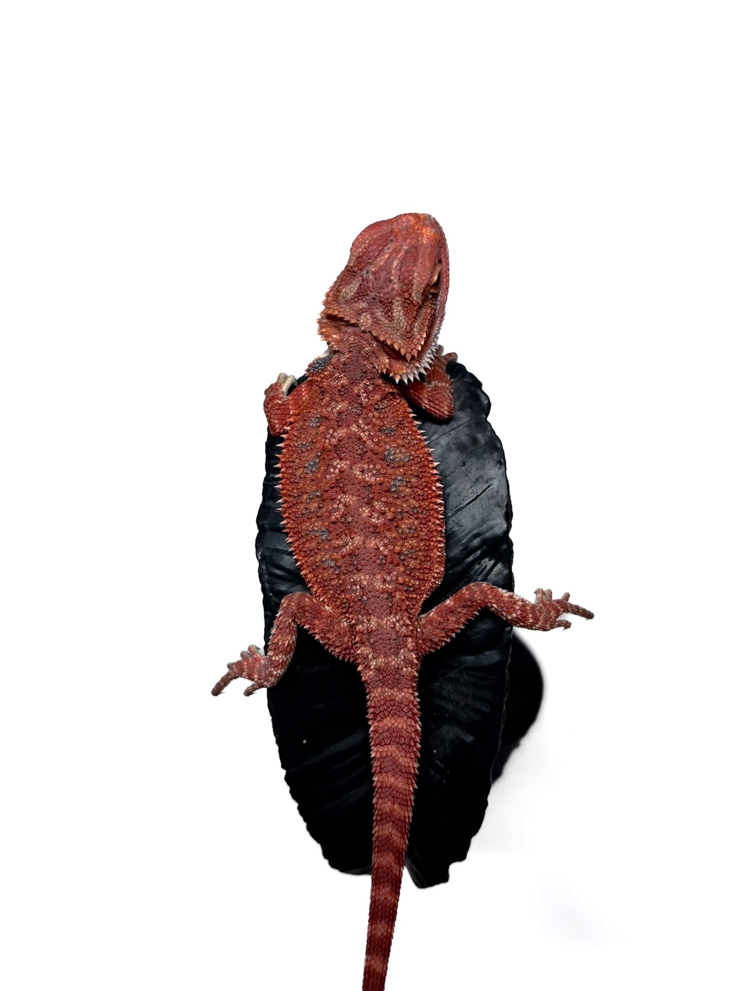 🩸#6 Extreme Dark Red Trans🩸