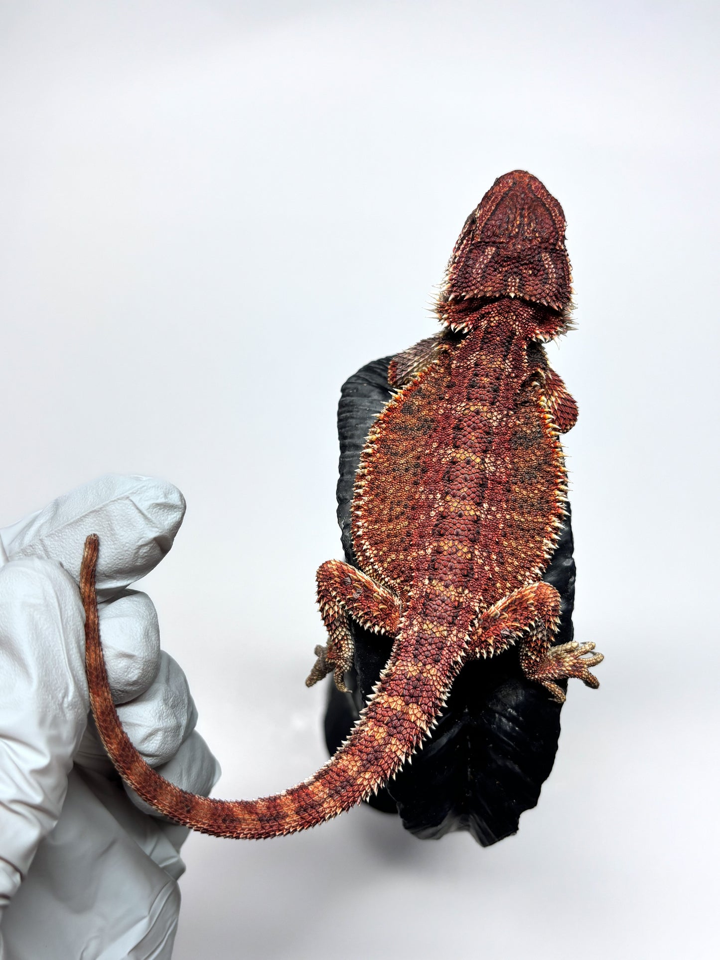 🏎️#20 Red Monster pos G-Stripe🏎️