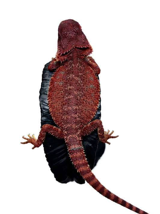 🩸 #21 Red Monster 🩸