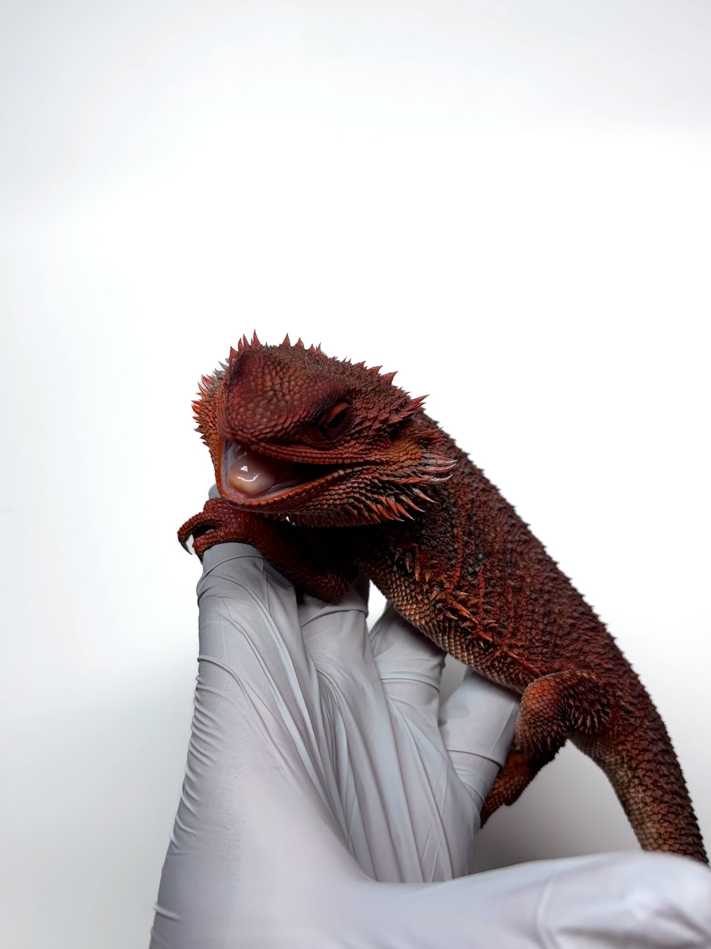 ❄️🩸#1 ADULT Red Monster Blue Tiger🩸🐯(Holdback Release)