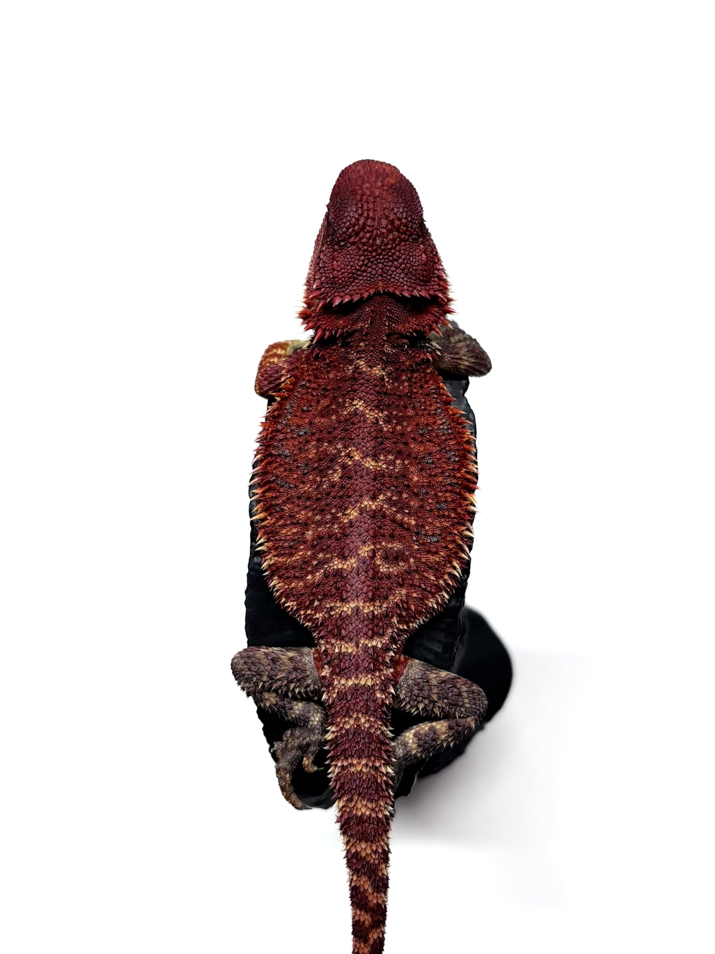 🔥🛑#2 Extreme Dark RED MONSTER 🛑🔥(Holdback Release)