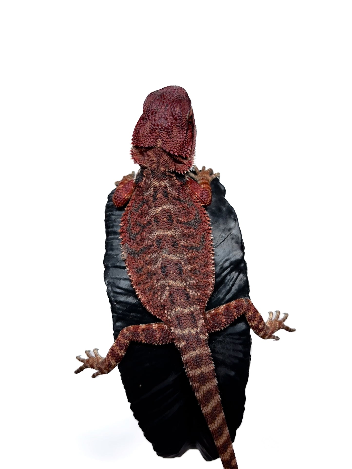 🩸 #4 Extreme Dark Red Monster Tiger🩸