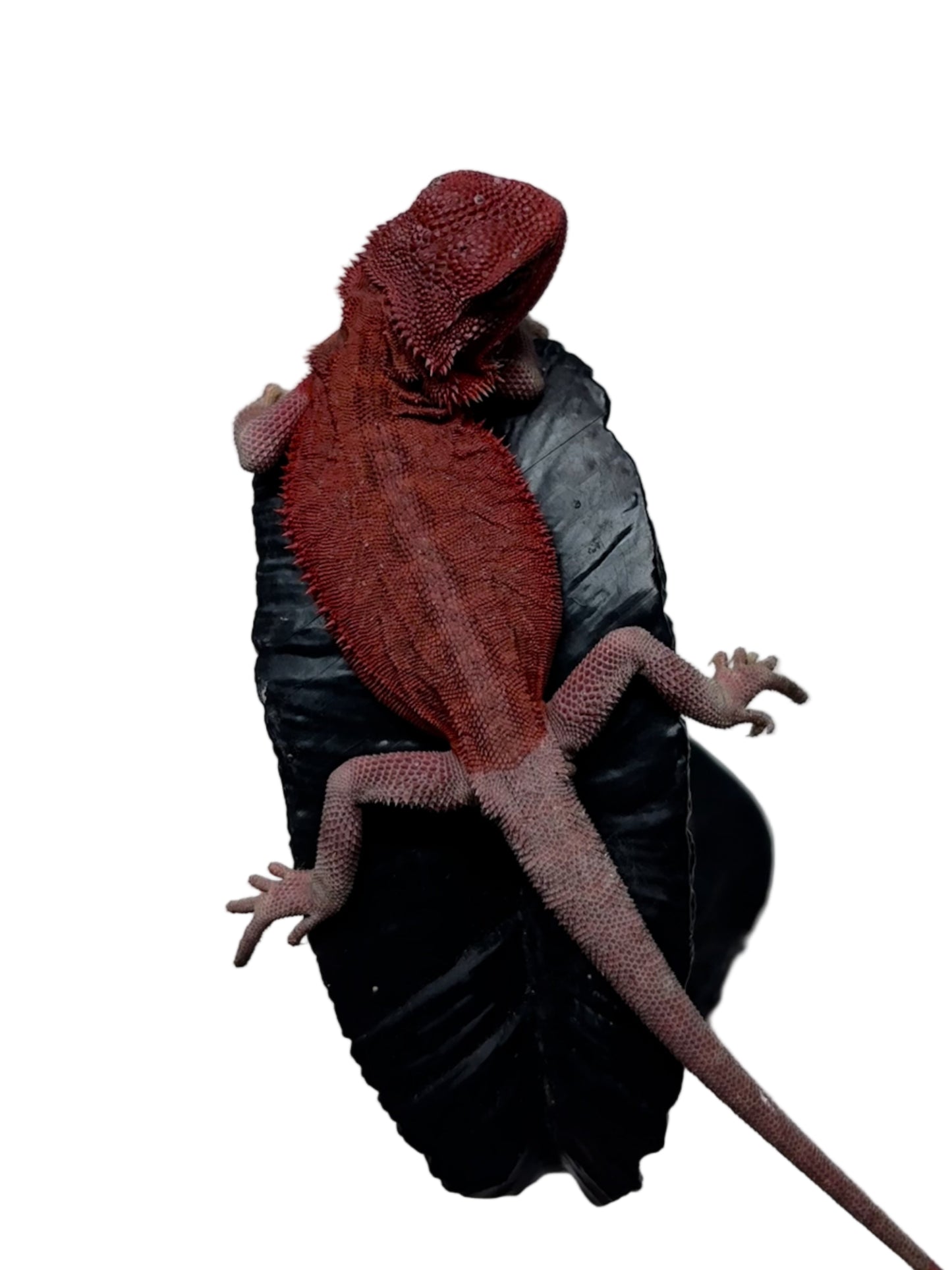 🩸#11 Extreme Red Monster Hypo Trans leather🩸