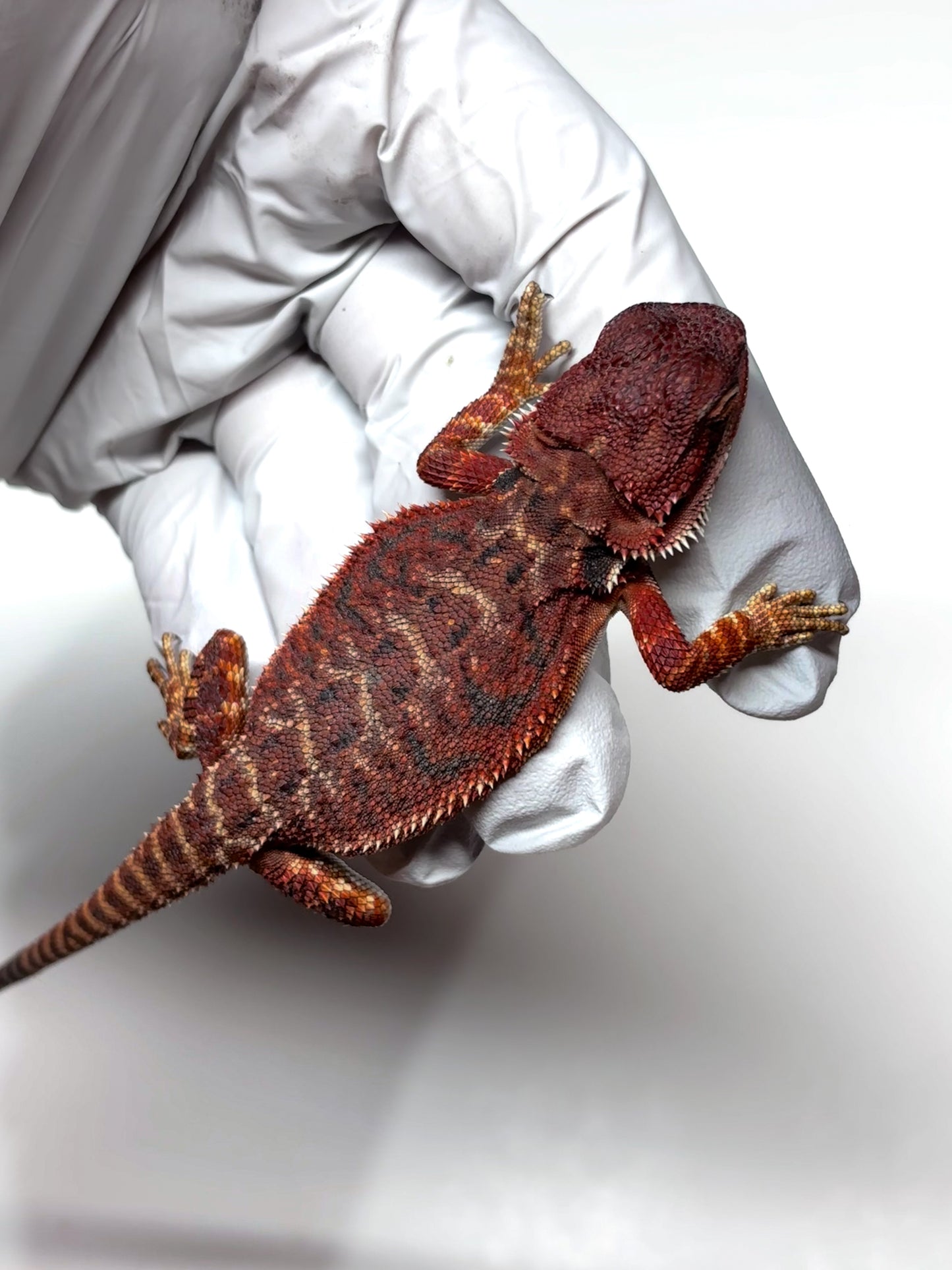 🩸 #4 Extreme Dark Red Monster Tiger🩸