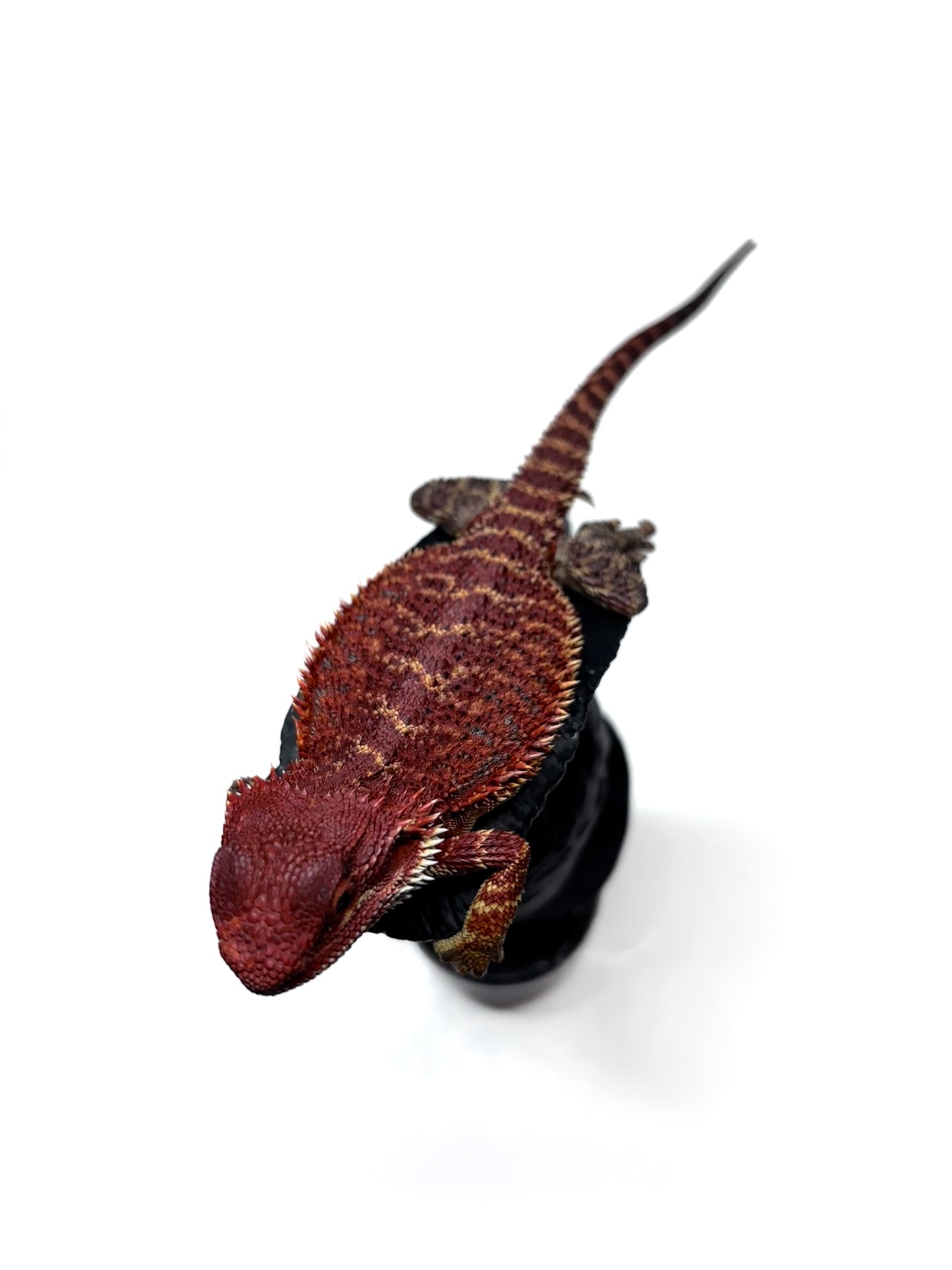 🔥🛑#2 Extreme Dark RED MONSTER 🛑🔥(Holdback Release)