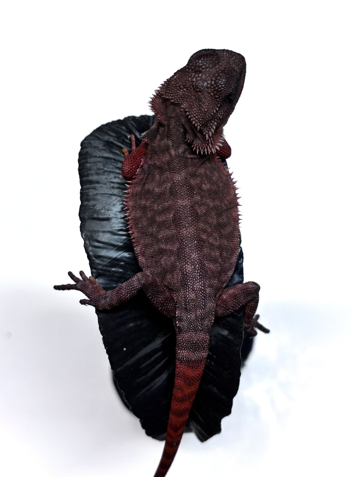 🩸🩸#22 Extreme Dark Red Monster Trans Leatherback🩸🩸