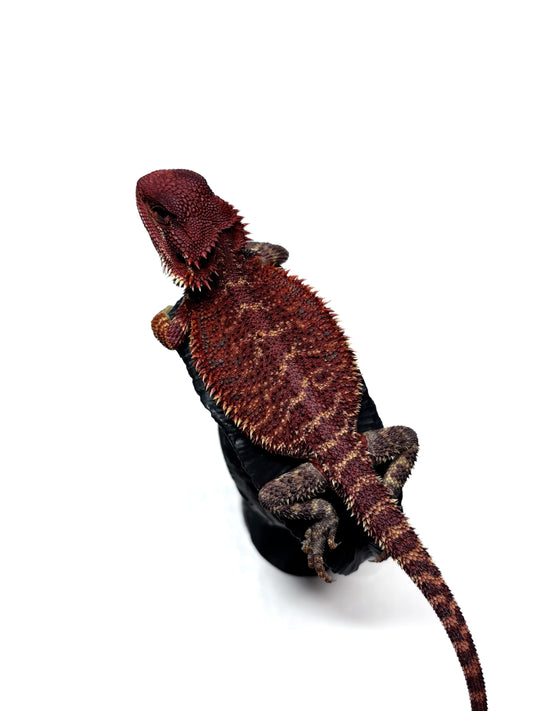 🔥🛑#2 Extreme Dark RED MONSTER 🛑🔥(Holdback Release)