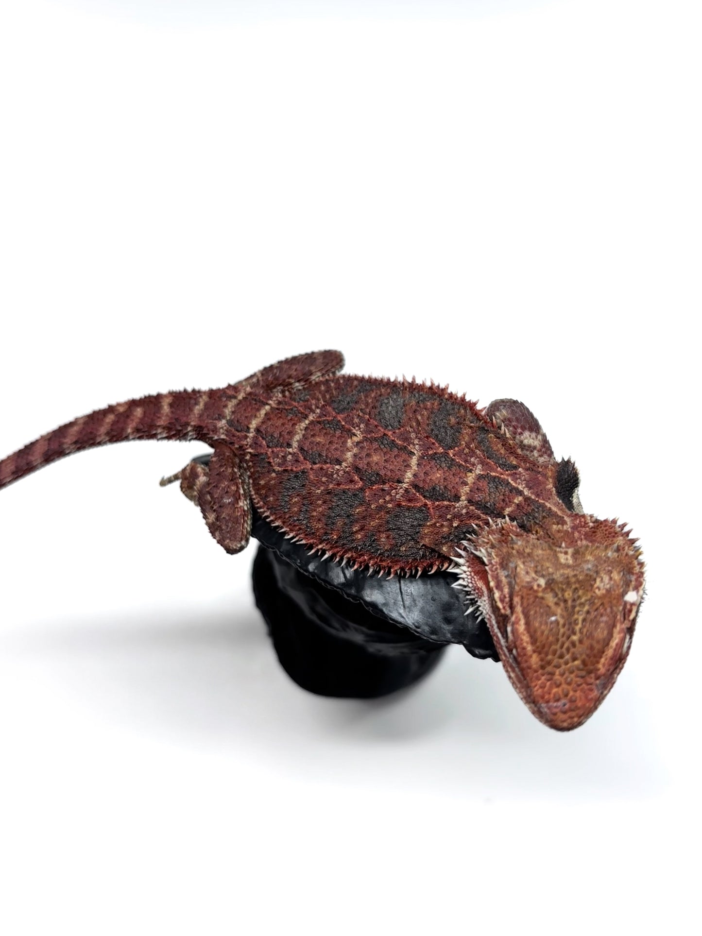 🔥#25 Red Extreme Blue Tiger🔥