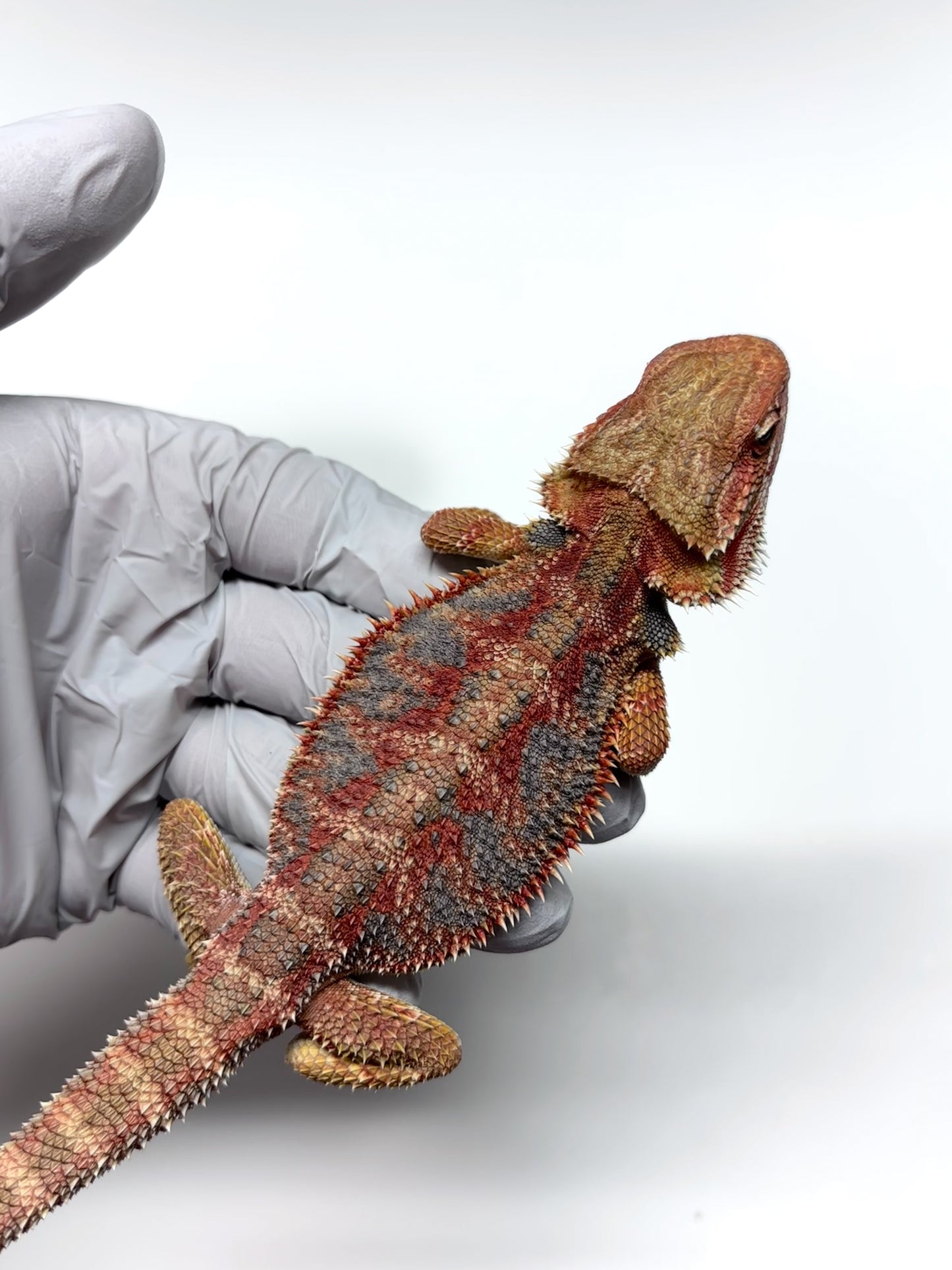 🌈 #21 Hypo Rainbow Blue Tiger🌈