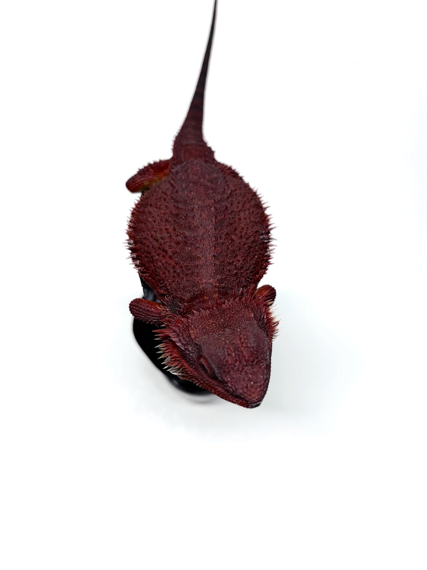 🔥#3 Extreme Dark Red Monster Trans🔥