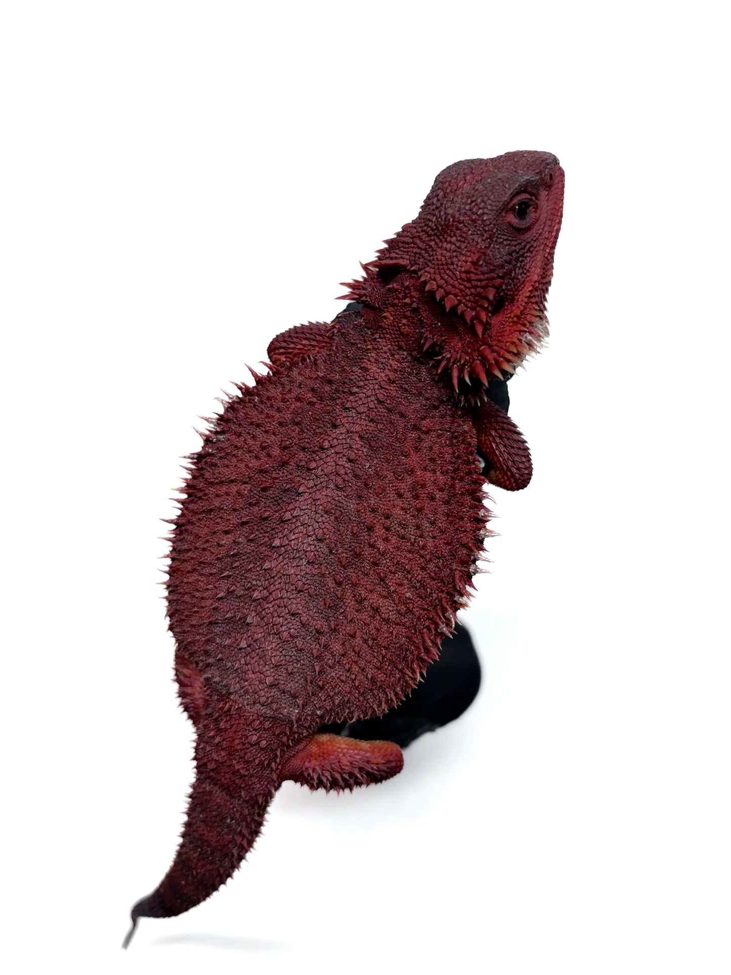 🔥#3 Extreme Dark Red Monster Trans🔥