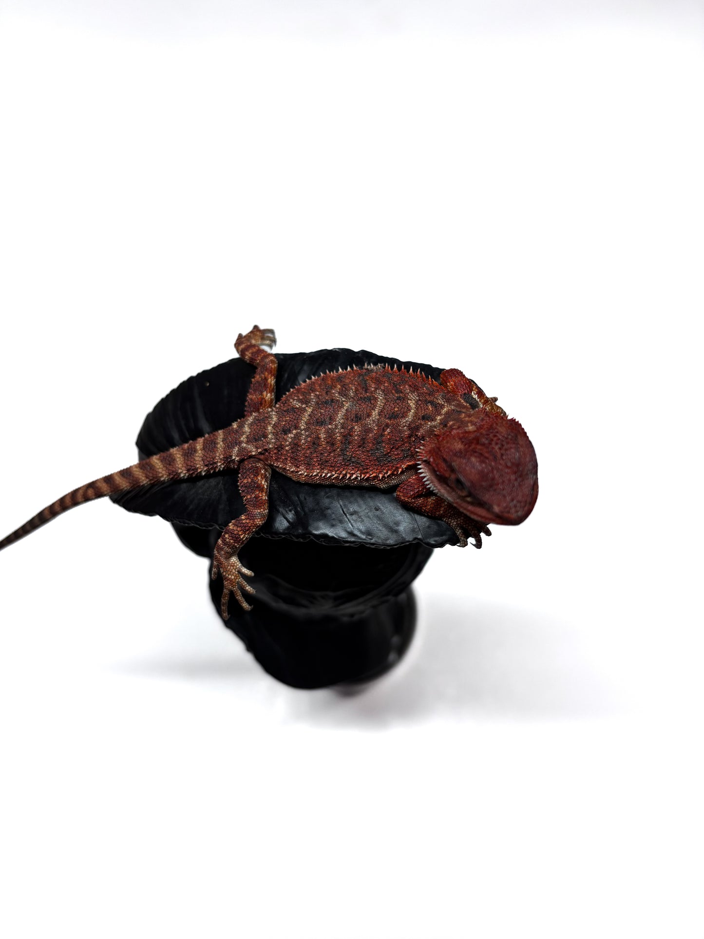 🩸 #4 Extreme Dark Red Monster Tiger🩸