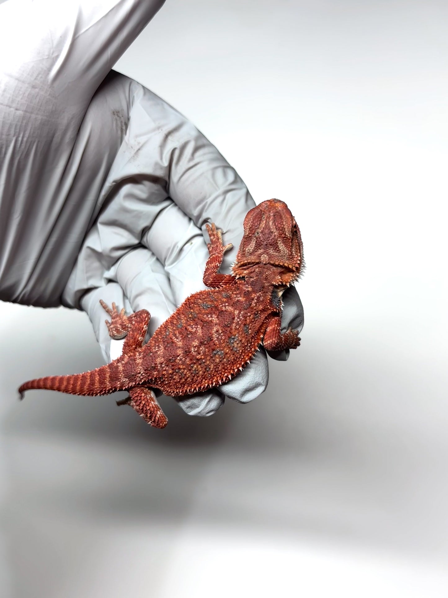 🩸#6 Extreme Dark Red Trans🩸