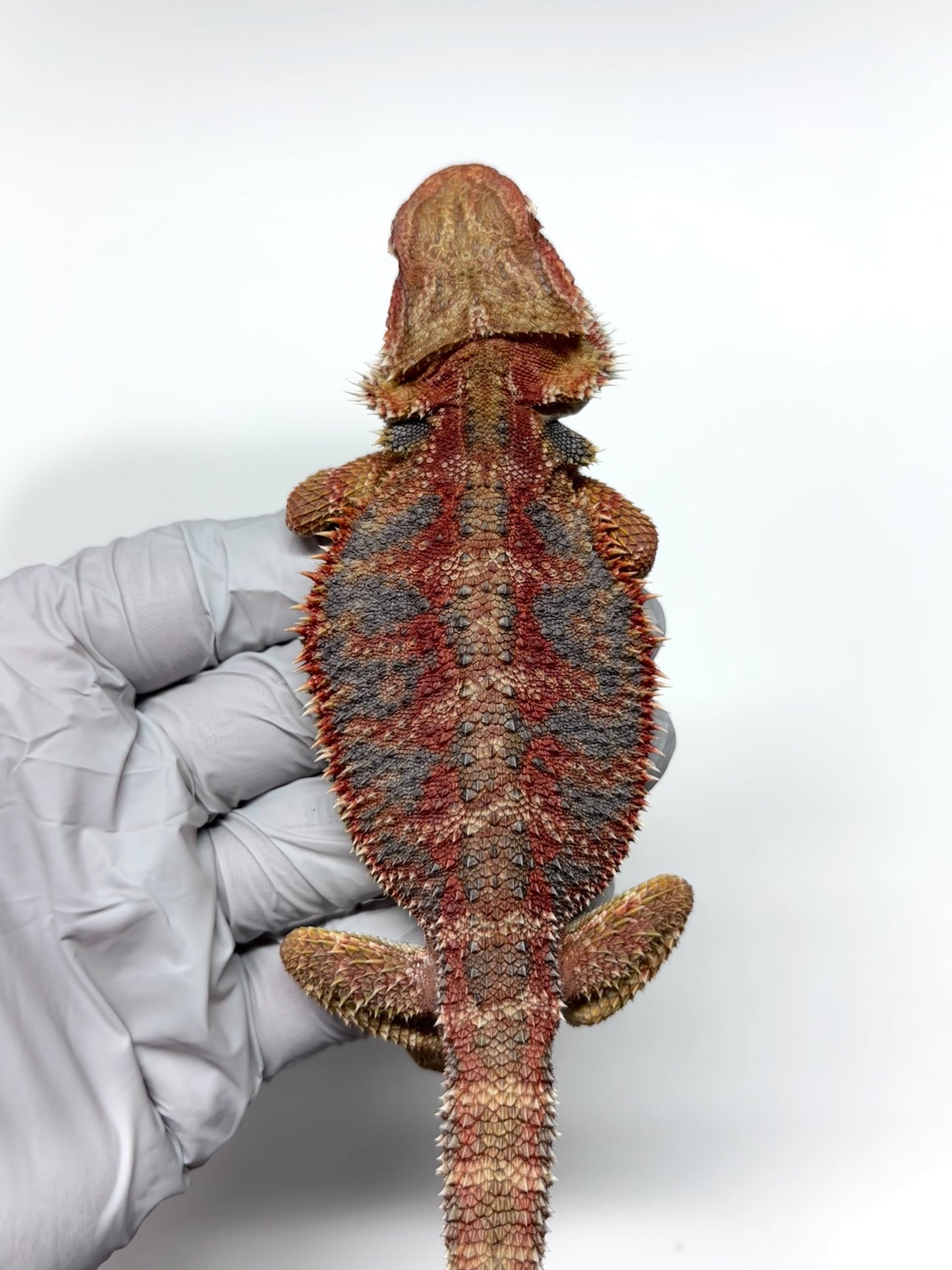 🌈 #21 Hypo Rainbow Blue Tiger🌈