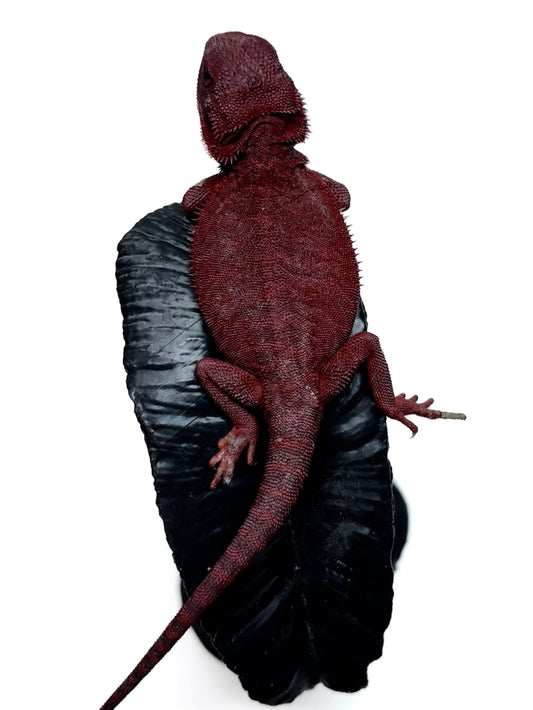 🩸#1 Red Monster Translucent Leatherback🩸(Holdback Release)