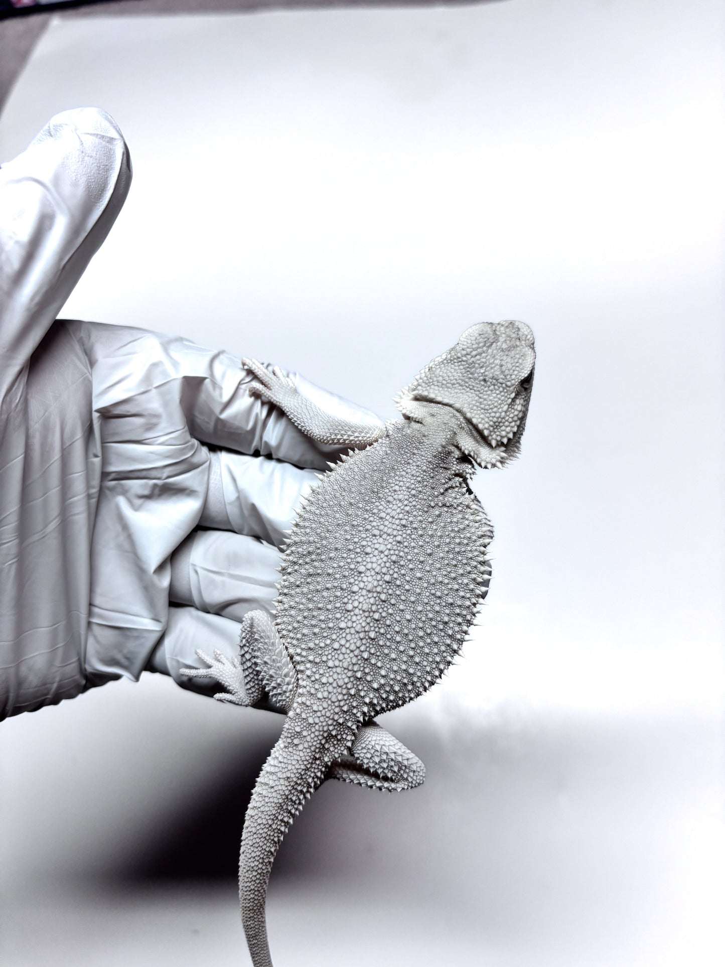 ❄️ #19 Hypo Zero❄️