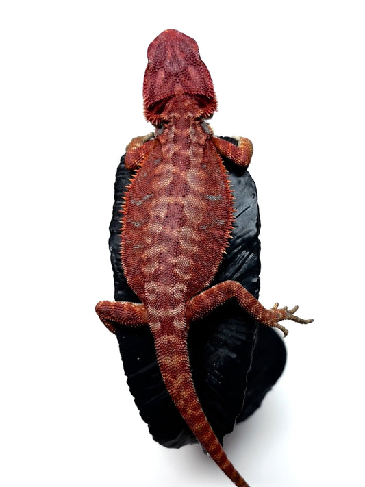🩸#7 Extreme Dark Red Monster Hypo Leather🩸