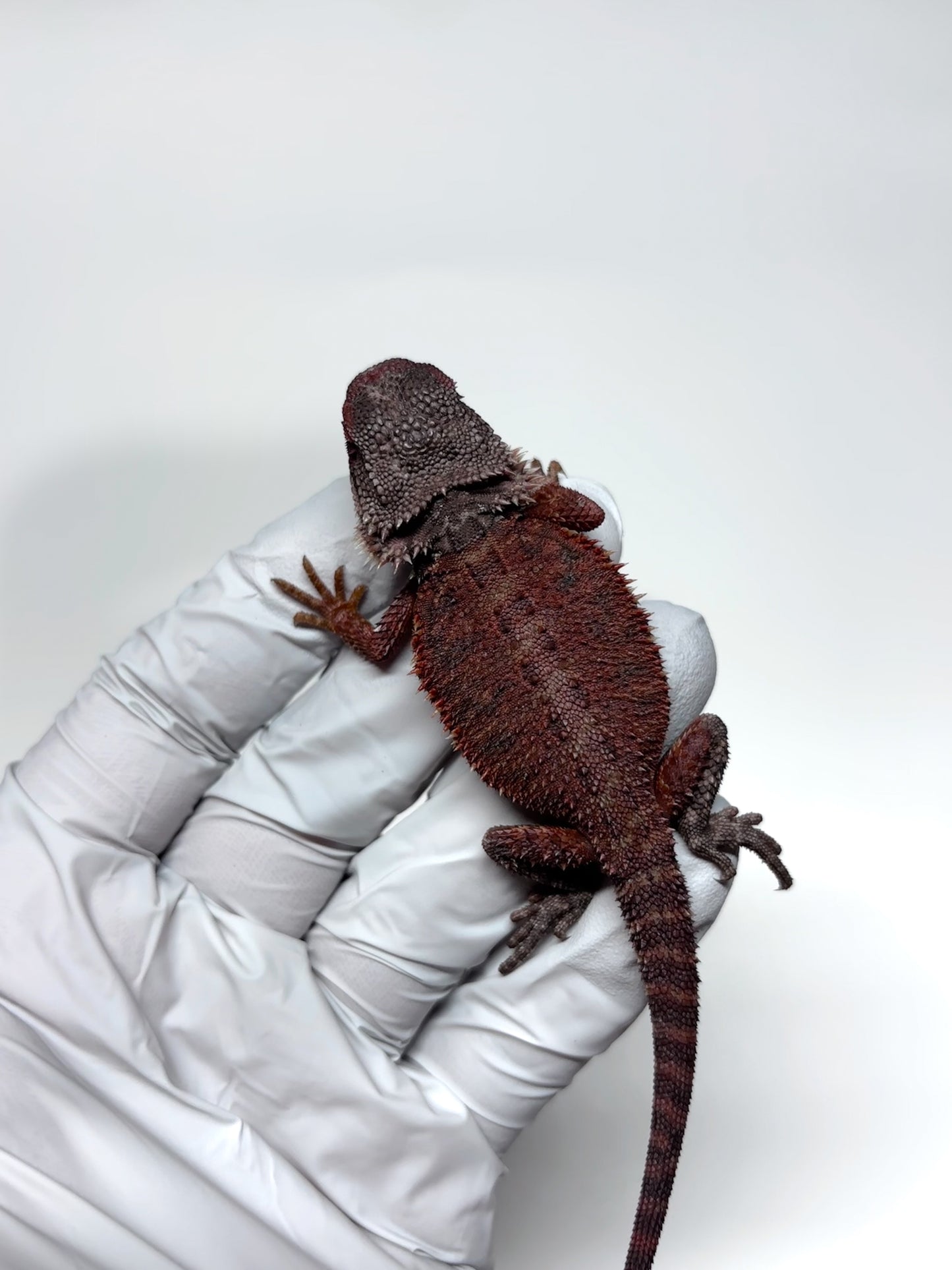 🩸#23 Red Monster Trans Tiger🩸