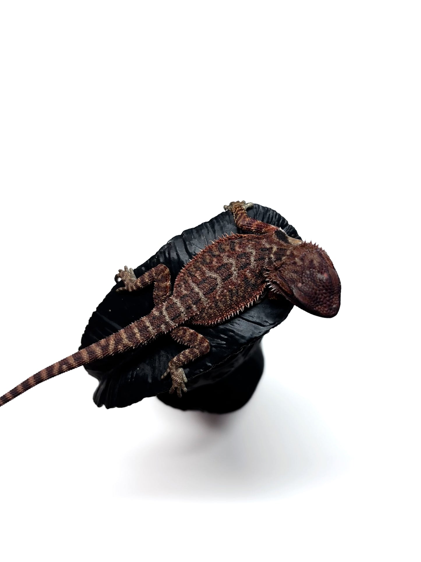 🩸#17 Extreme Dark RED MONSTER🩸