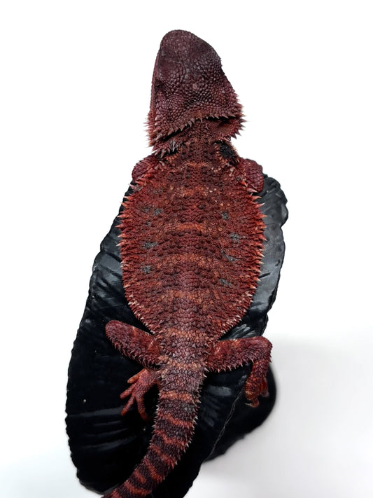 🩸#13 Extreme Dark Red Monster🩸