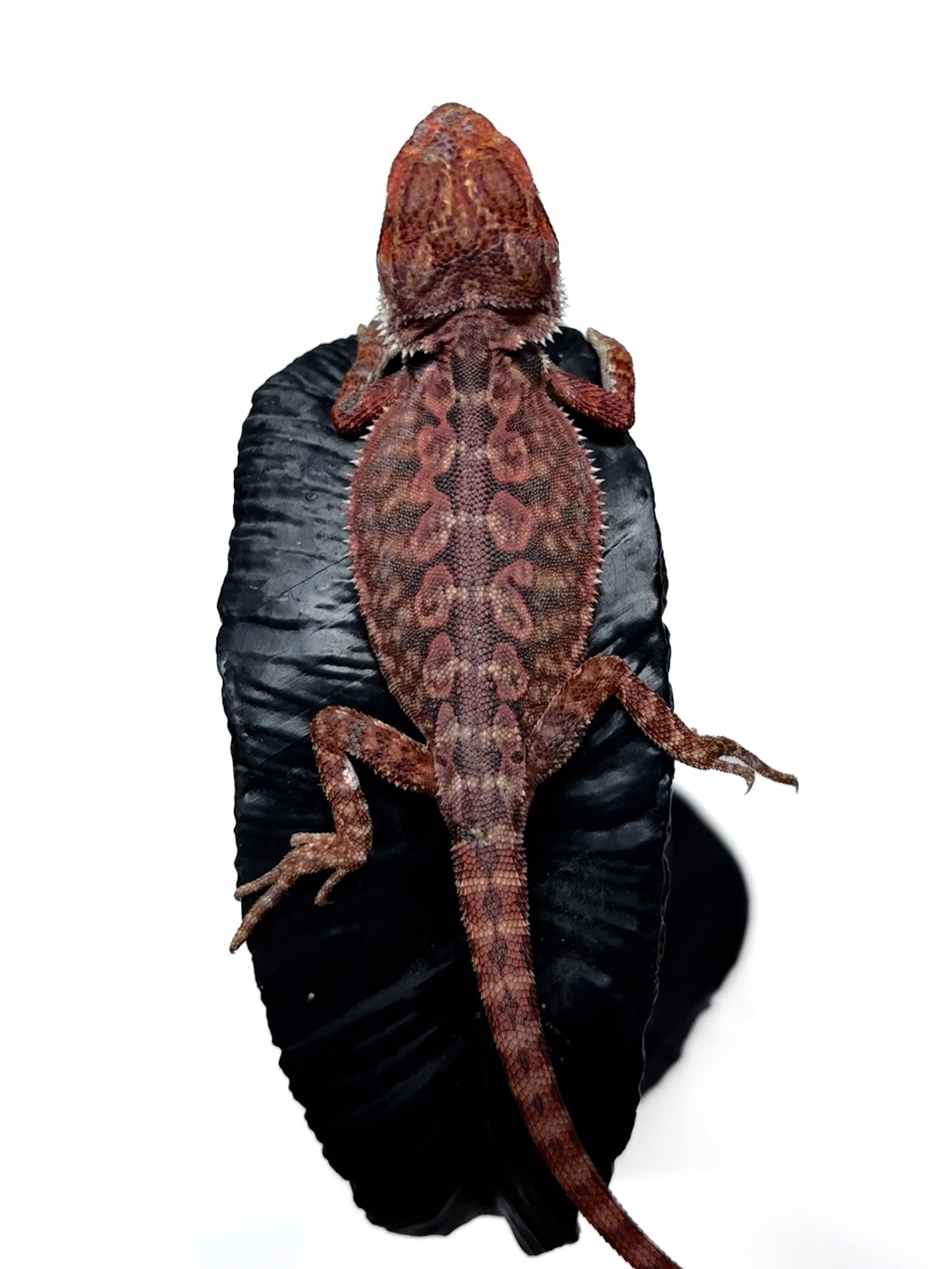 🖤☠️🩸#9 1/2 Red Monster 🩸☠️🖤