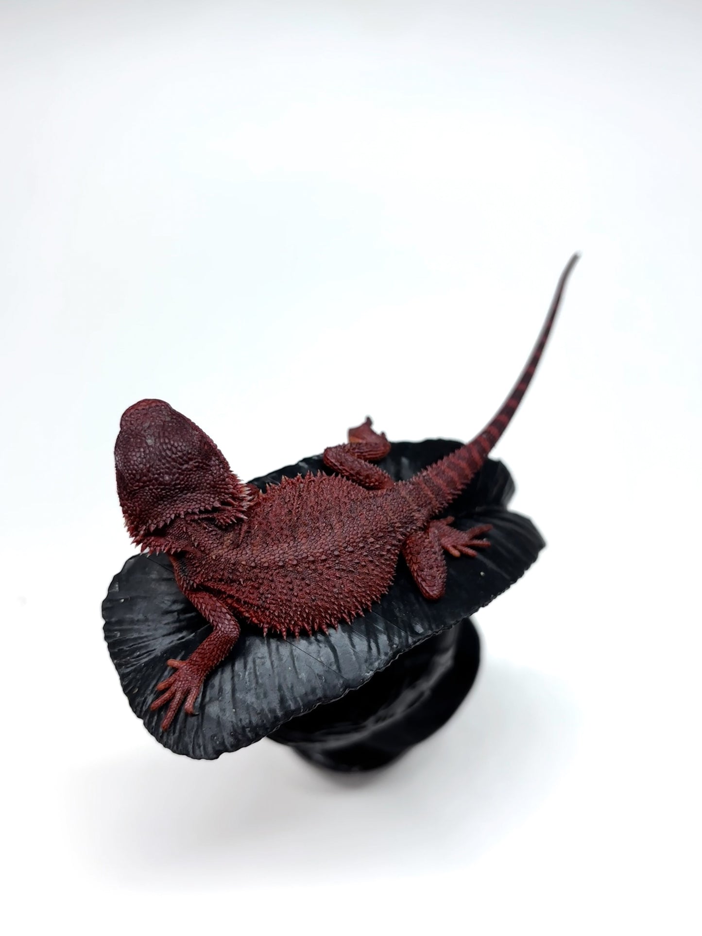 🩸#16 Extreme Dark Red Monster Trans🩸