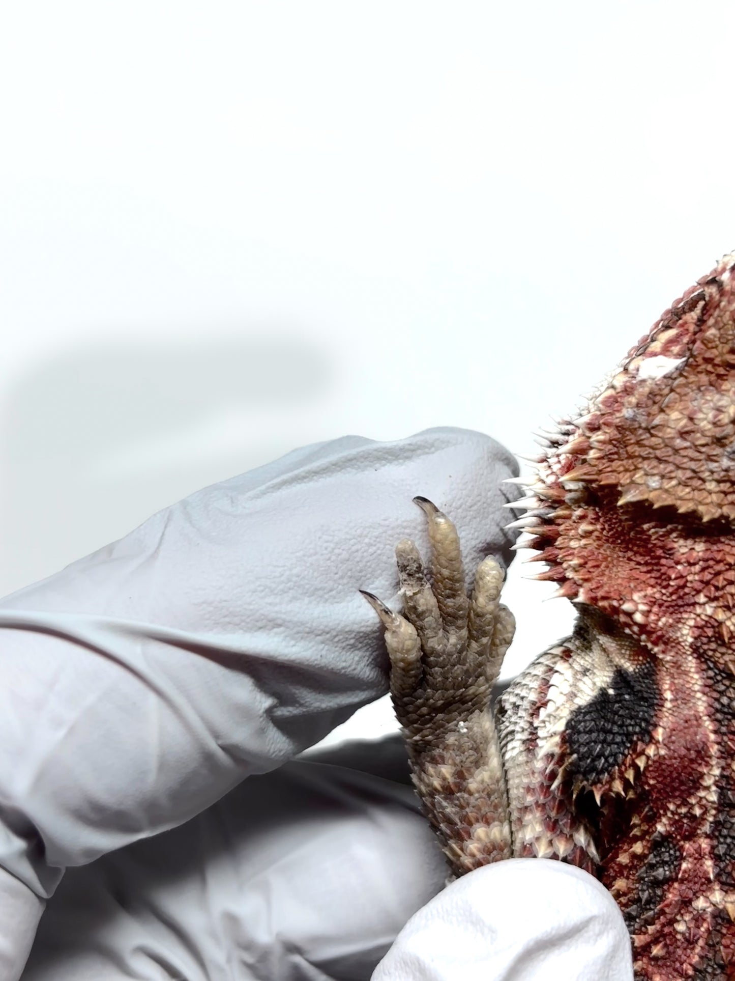 🔥#25 Red Extreme Blue Tiger🔥