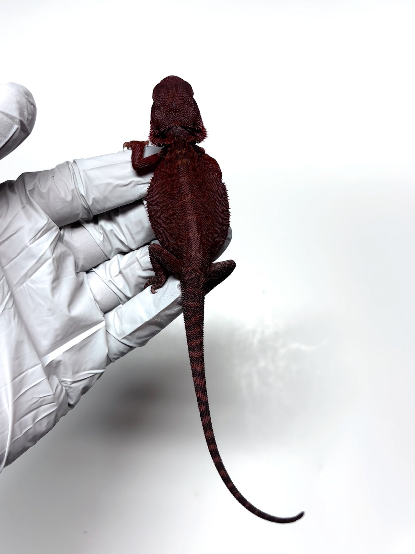 🩸#5 Extreme Dark Red Trans Monster🩸(HOLDBACK)