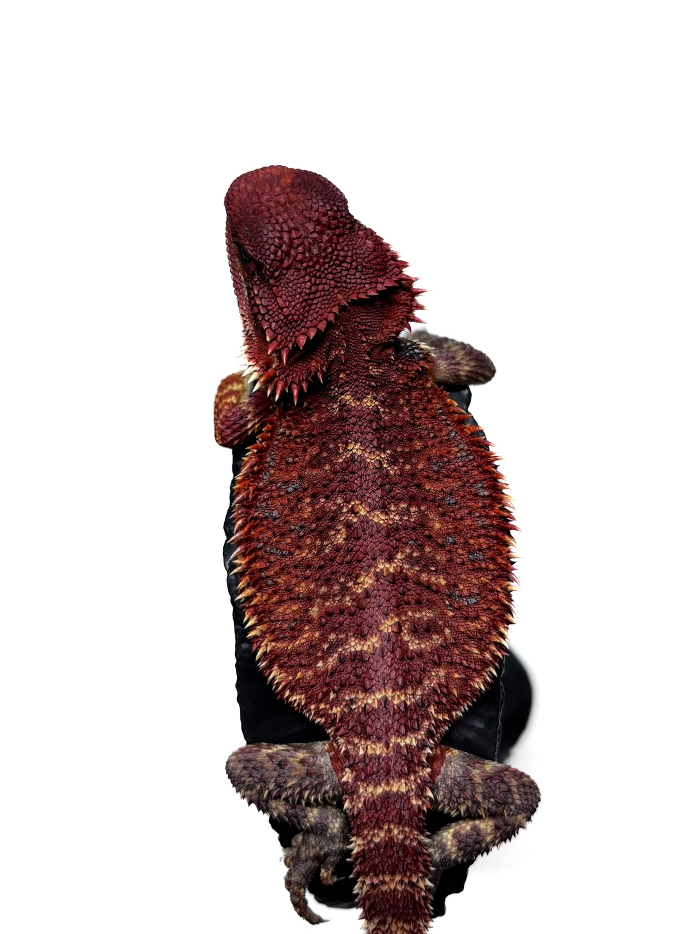 🔥🛑#2 Extreme Dark RED MONSTER 🛑🔥(Holdback Release)