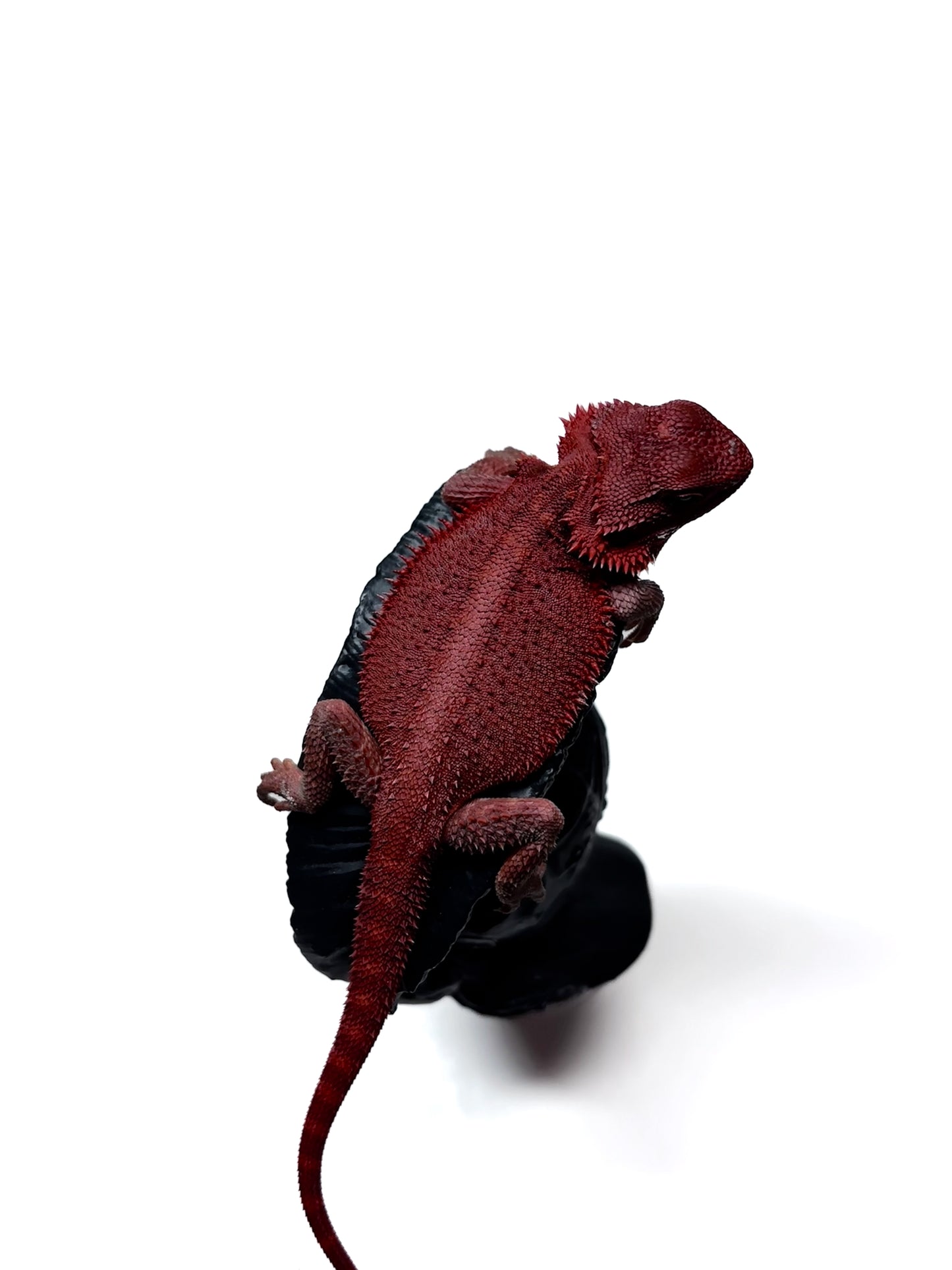 🩸 #4 Extreme Dark Red Monster Trans🩸