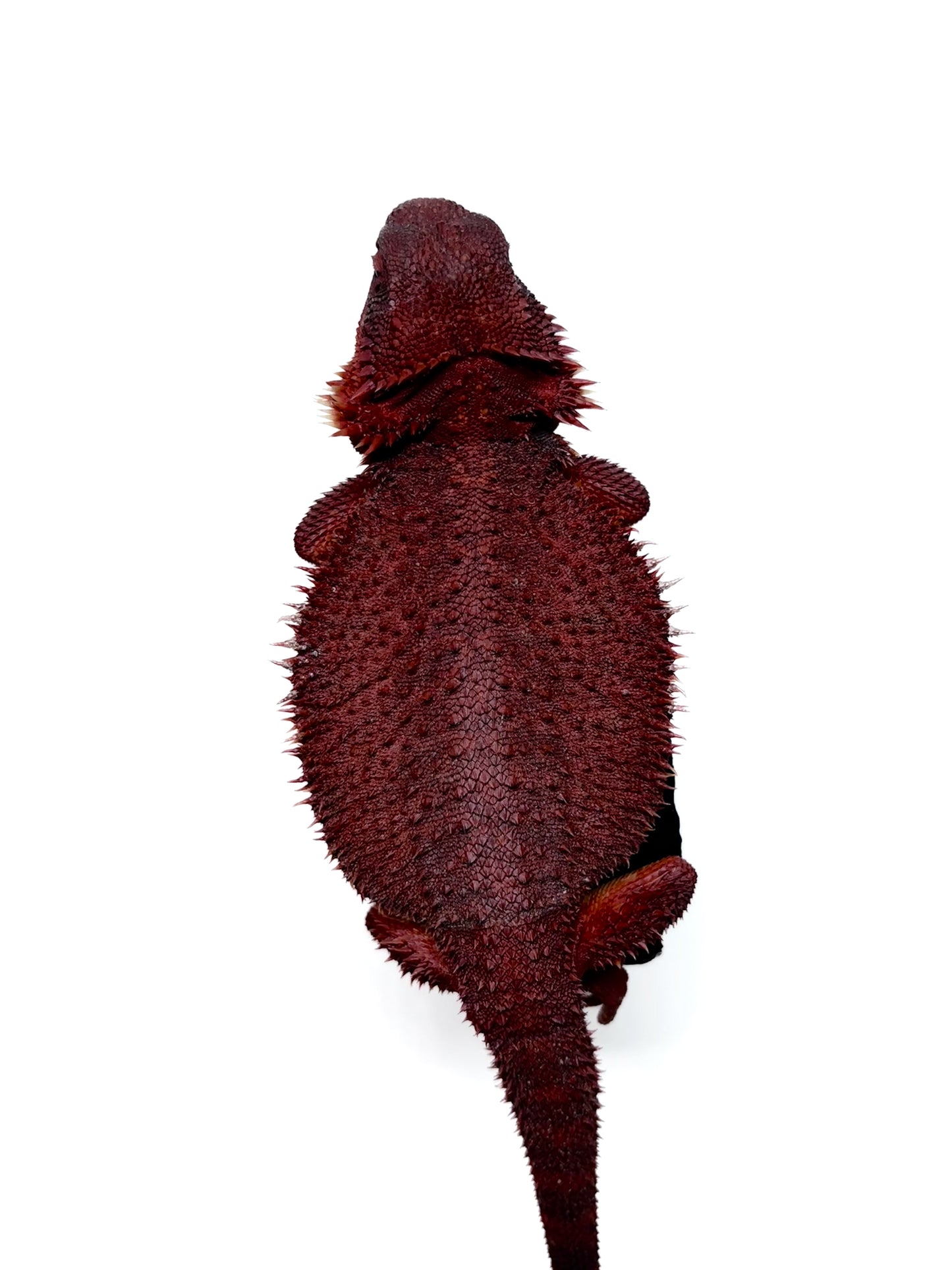 🔥#3 Extreme Dark Red Monster Trans🔥
