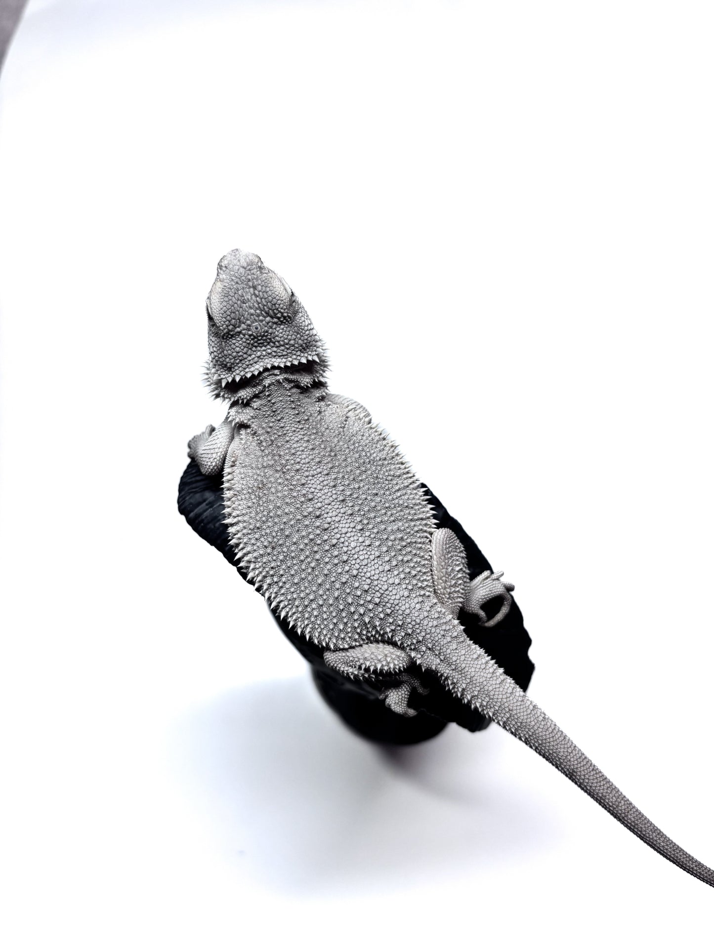 ❄️ #19 Hypo Zero❄️