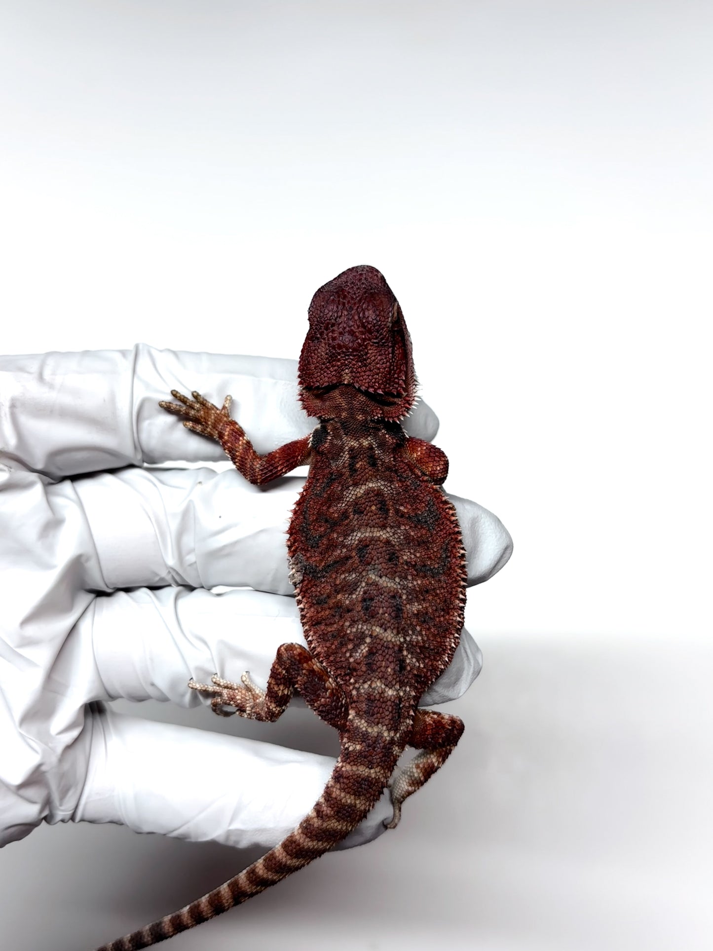 🩸 #4 Extreme Dark Red Monster Tiger🩸