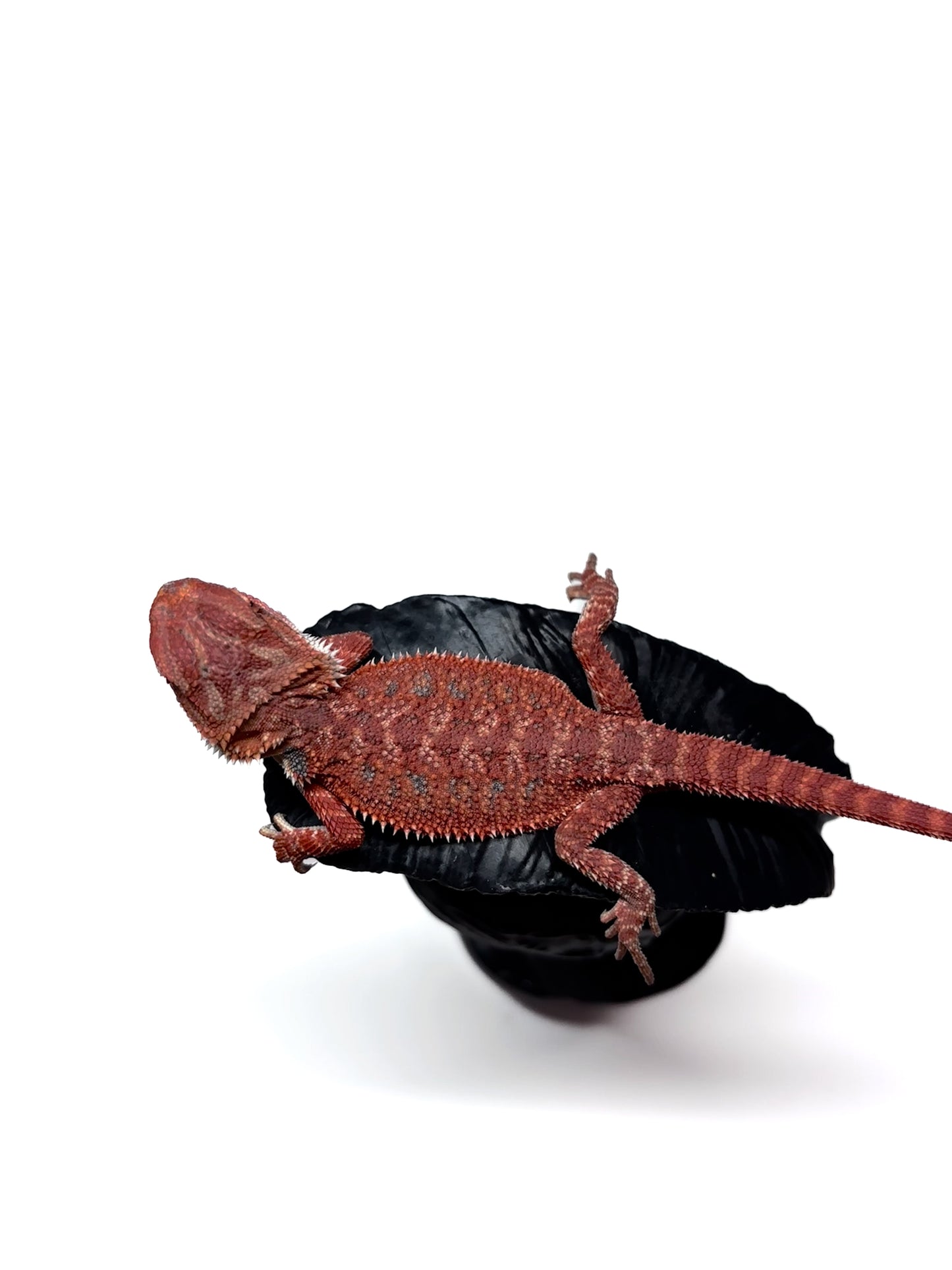 🩸#6 Extreme Dark Red Trans🩸