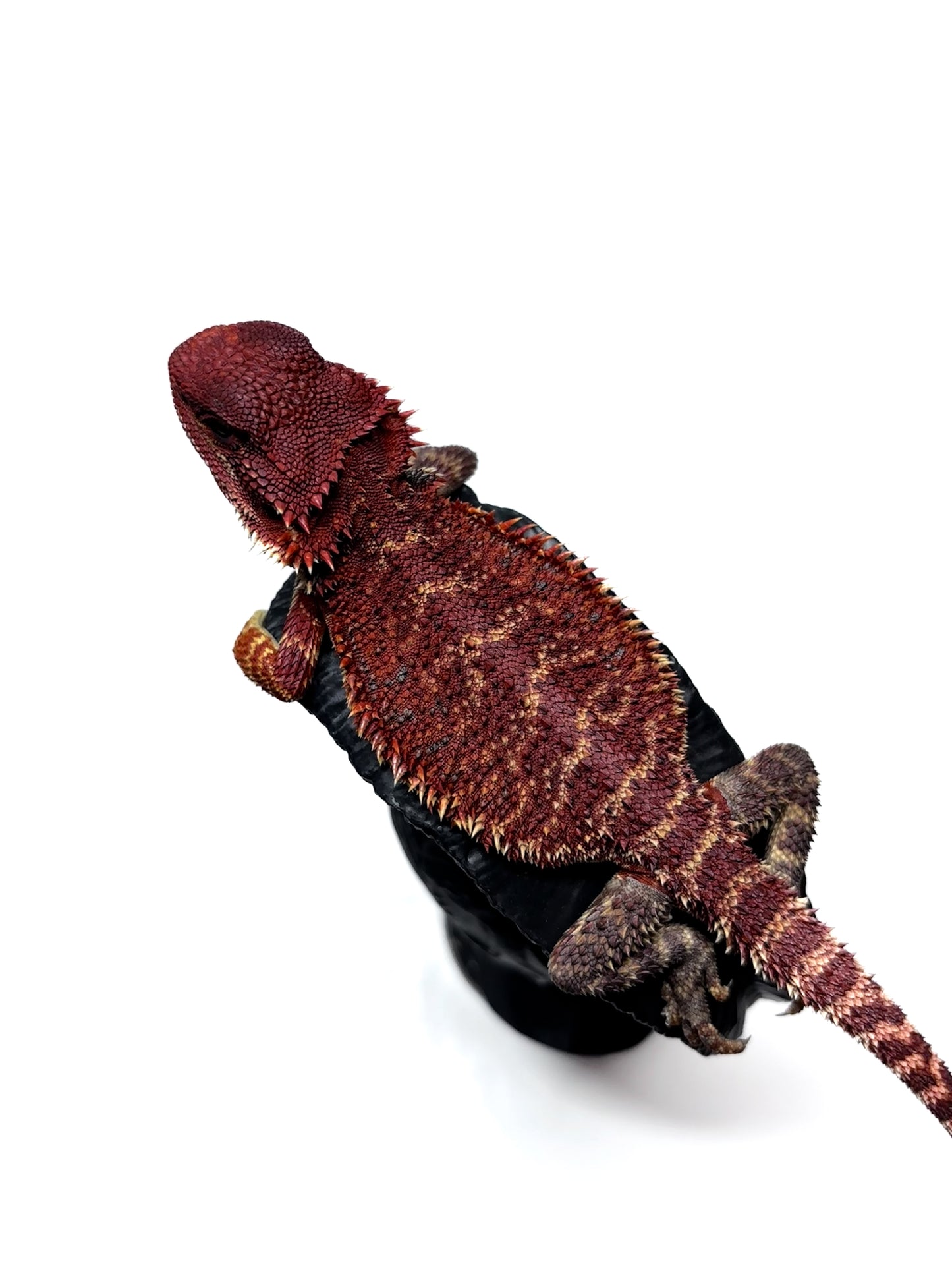 🔥🛑#2 Extreme Dark RED MONSTER 🛑🔥(Holdback Release)